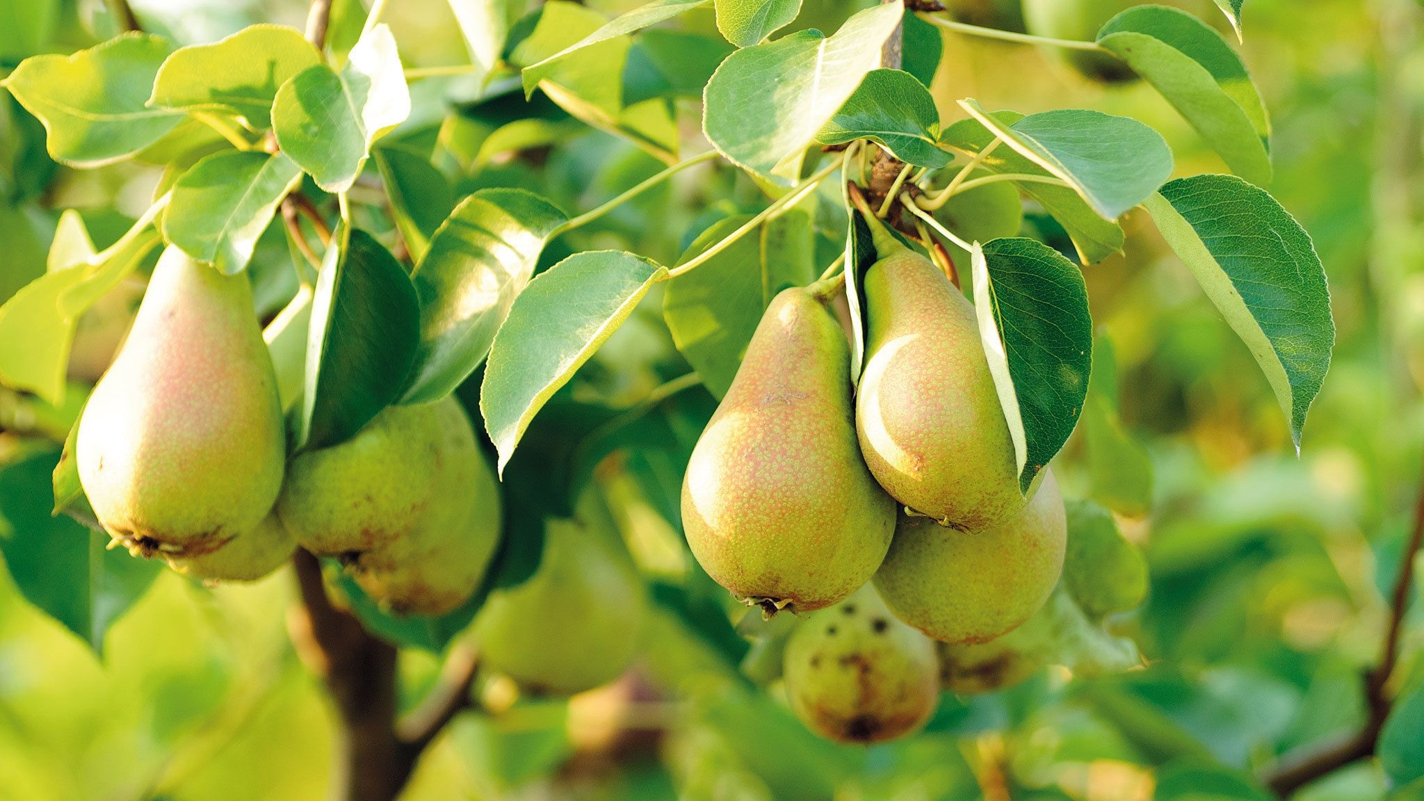 Tree, Pear Wallpaper, 2050x1160 HD Desktop