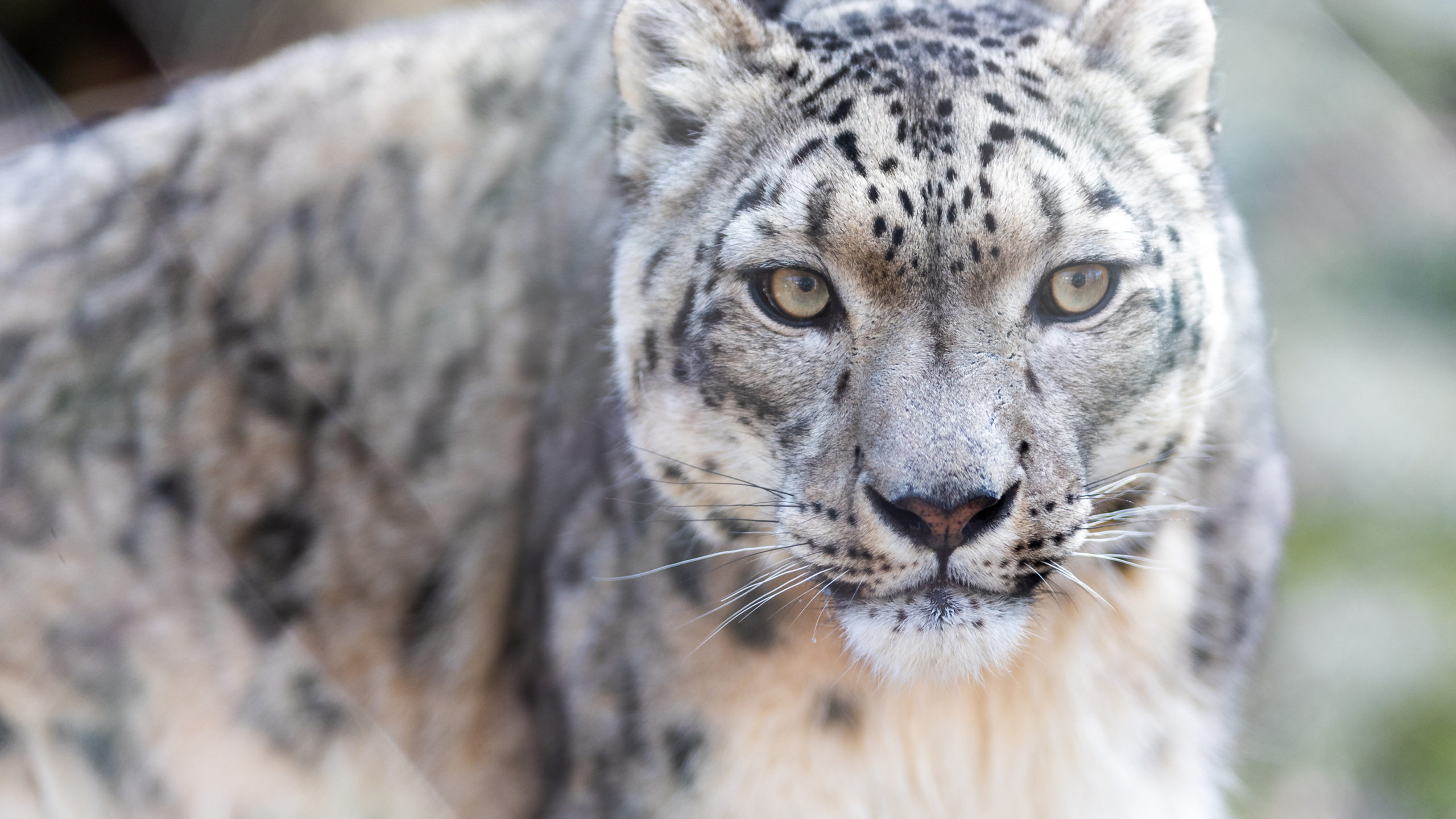 Snow Leopard wallpaper, 4K resolution, Free download, High-quality, 2560x1440 HD Desktop