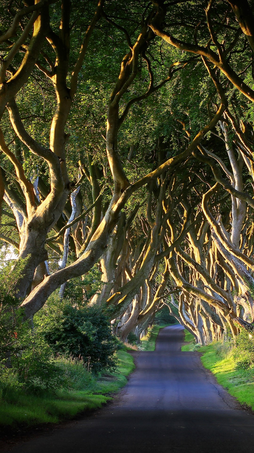 Northern Ireland, Dark Hedges Avenue, Sunset at County Antrim, 1080x1920 Full HD Phone