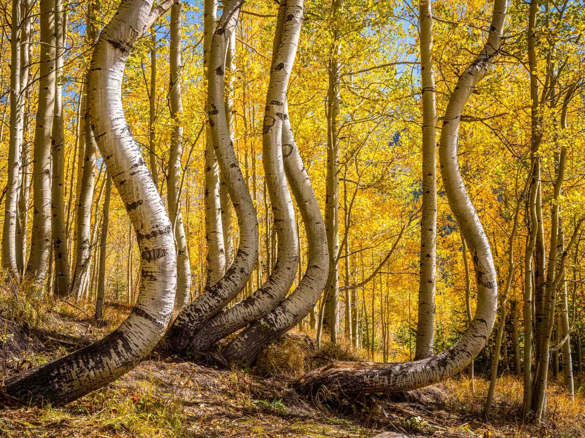 Curved, Aspen Tree Wallpaper, 2050x1540 HD Desktop