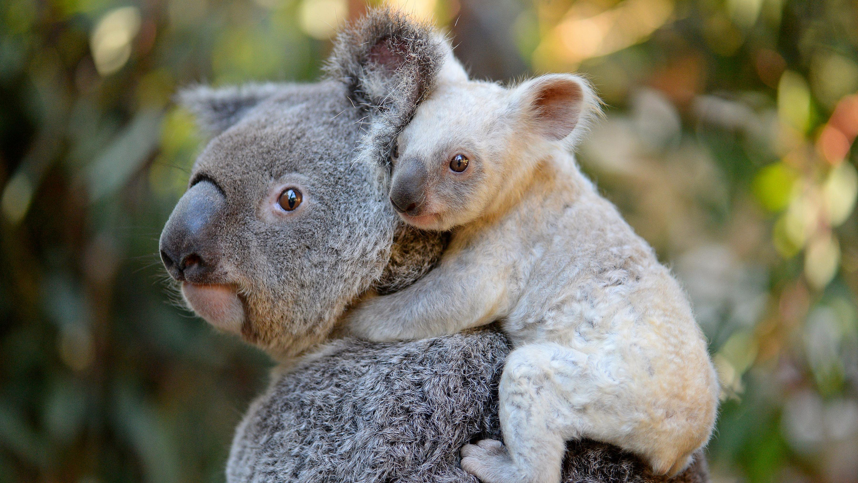 Mother and baby, Koalas Wallpaper, 3000x1690 HD Desktop