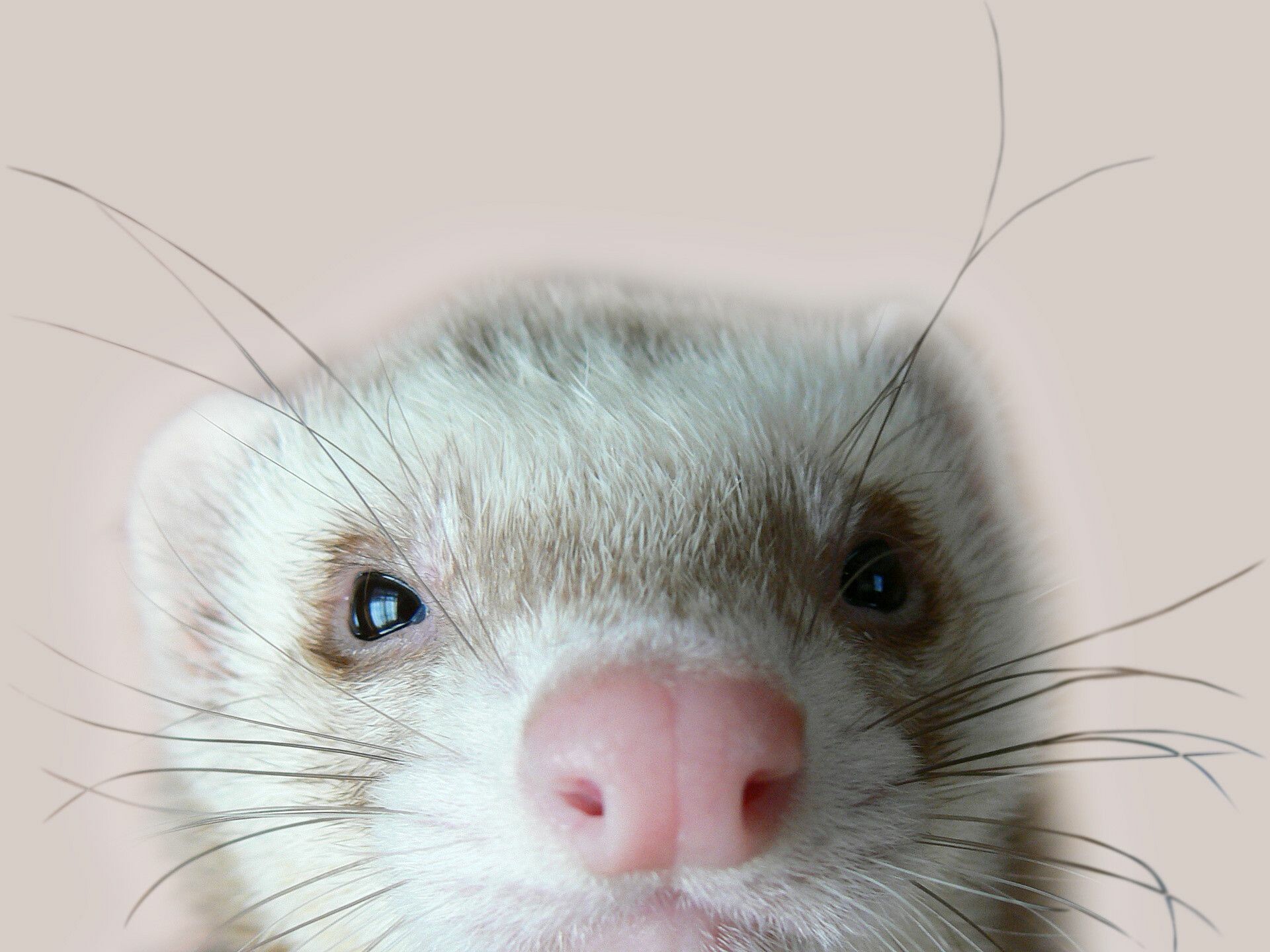 Whiskers, Ferrets Wallpaper, 1920x1440 HD Desktop