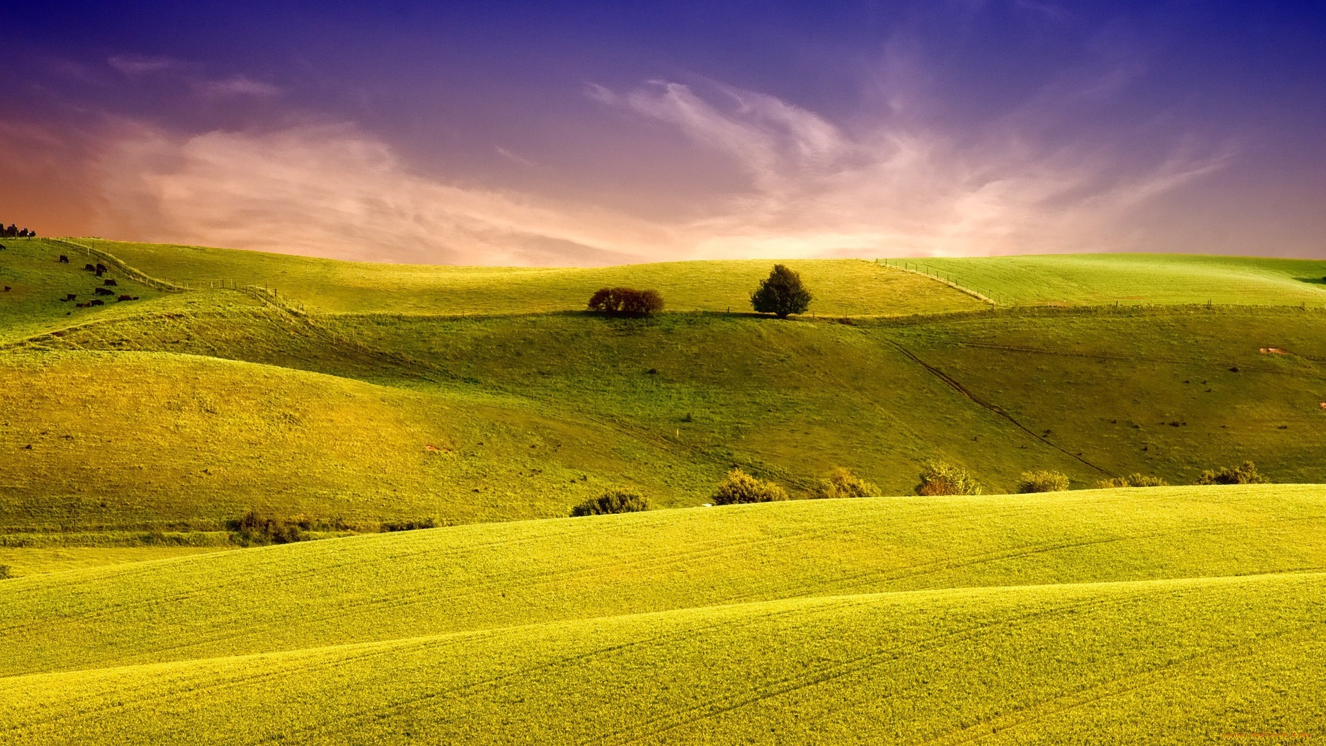 rolling yellow-green hills, solitary tree on ridge, purple sunset sky, Full HD Desktop wallpaper