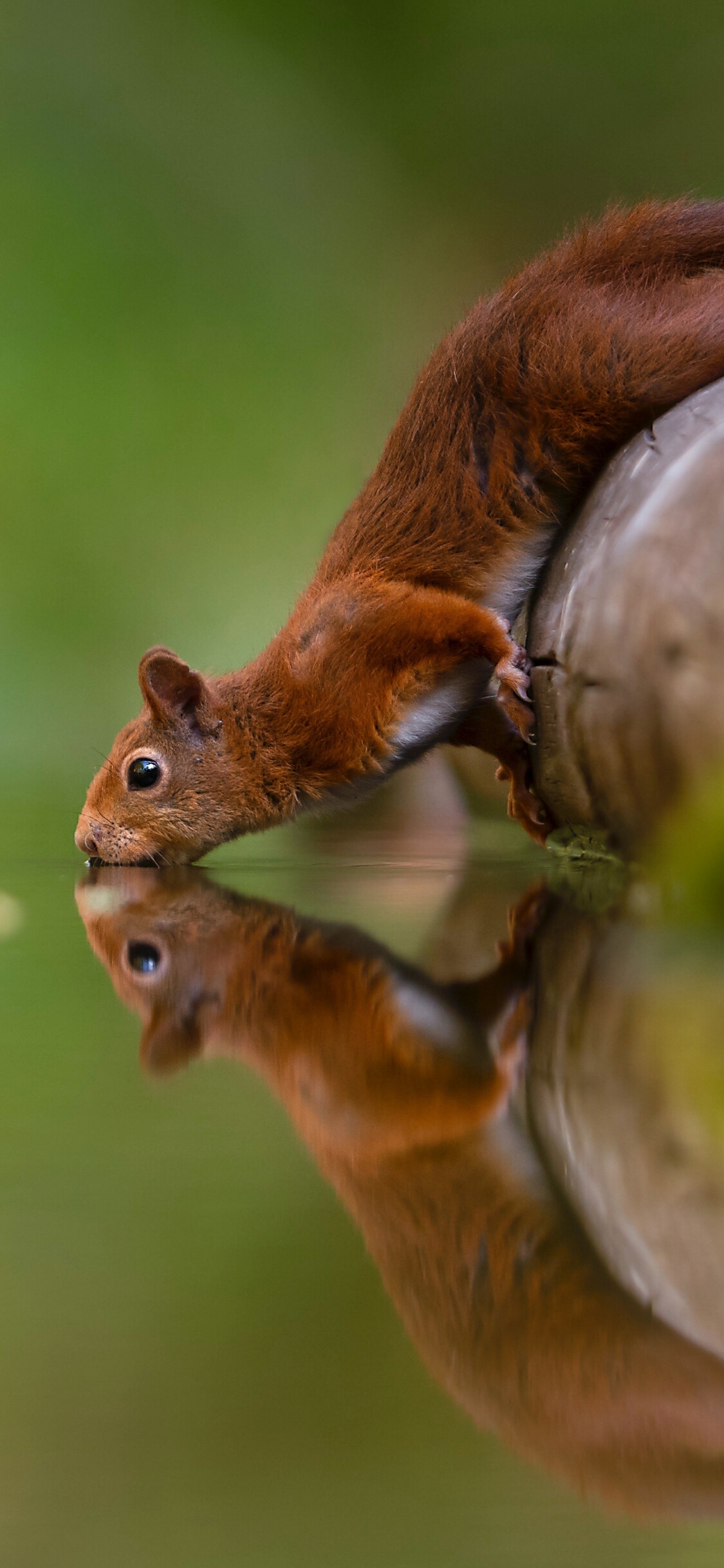 Water drinking squirrel, Reflections wallpaper, 1130x2440 HD Phone