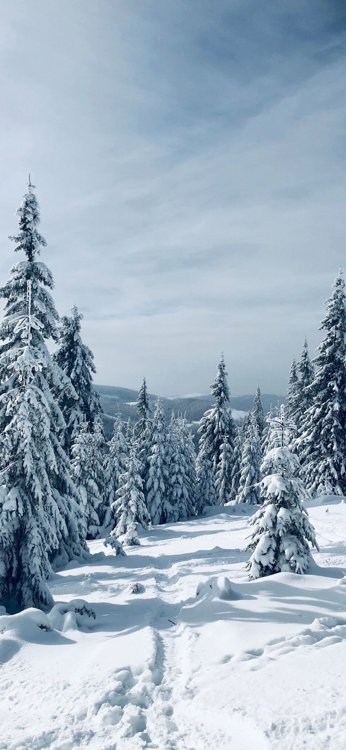 snow-covered pine trees, snowy mountain slope, overcast winter sky, HD Phone wallpaper