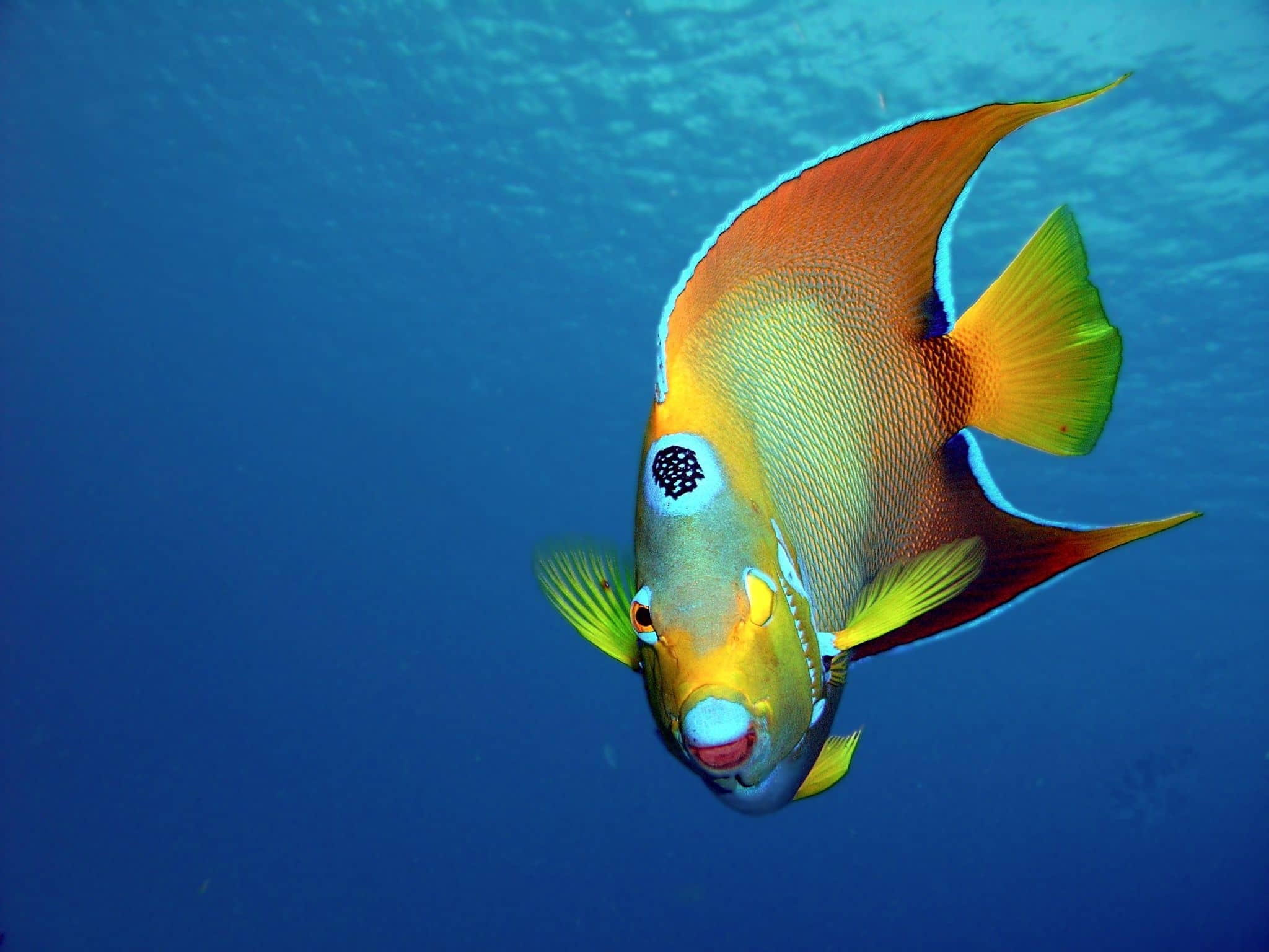 Angelfish, Fab Photos Friday, Angelic, Travels, 2050x1540 HD Desktop