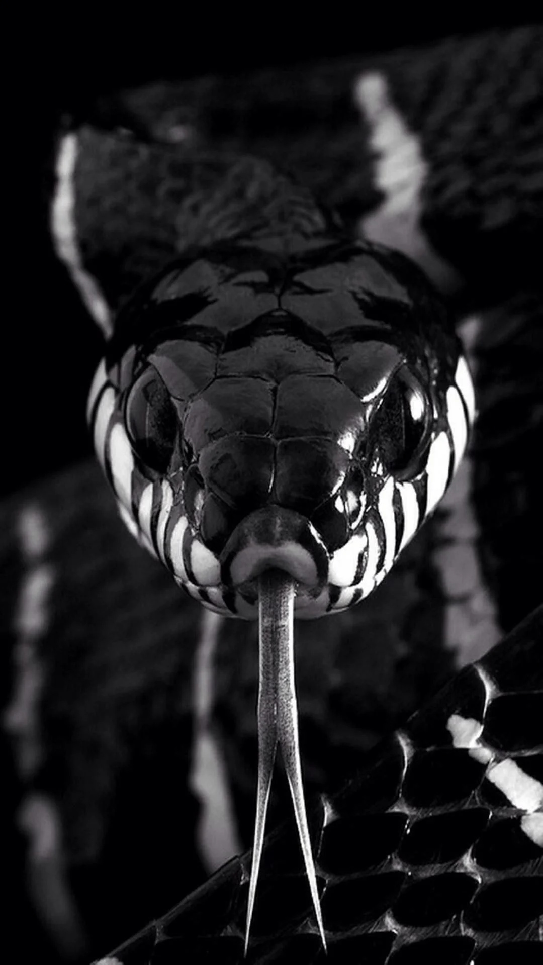 Dark serpent, iPhone wallpaper, Snake's agility, Captivating visuals, 1080x1920 Full HD Phone