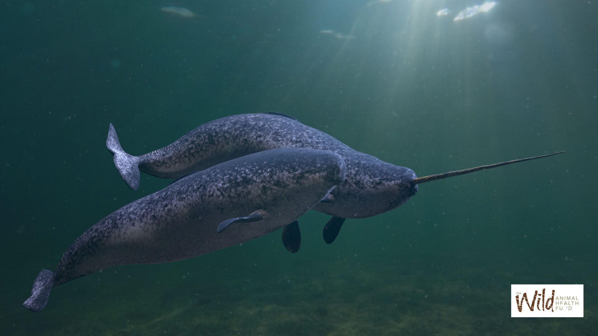 Narwhal, Unicorns of the sea, Wild animal health fund, 1920x1080 Full HD Desktop