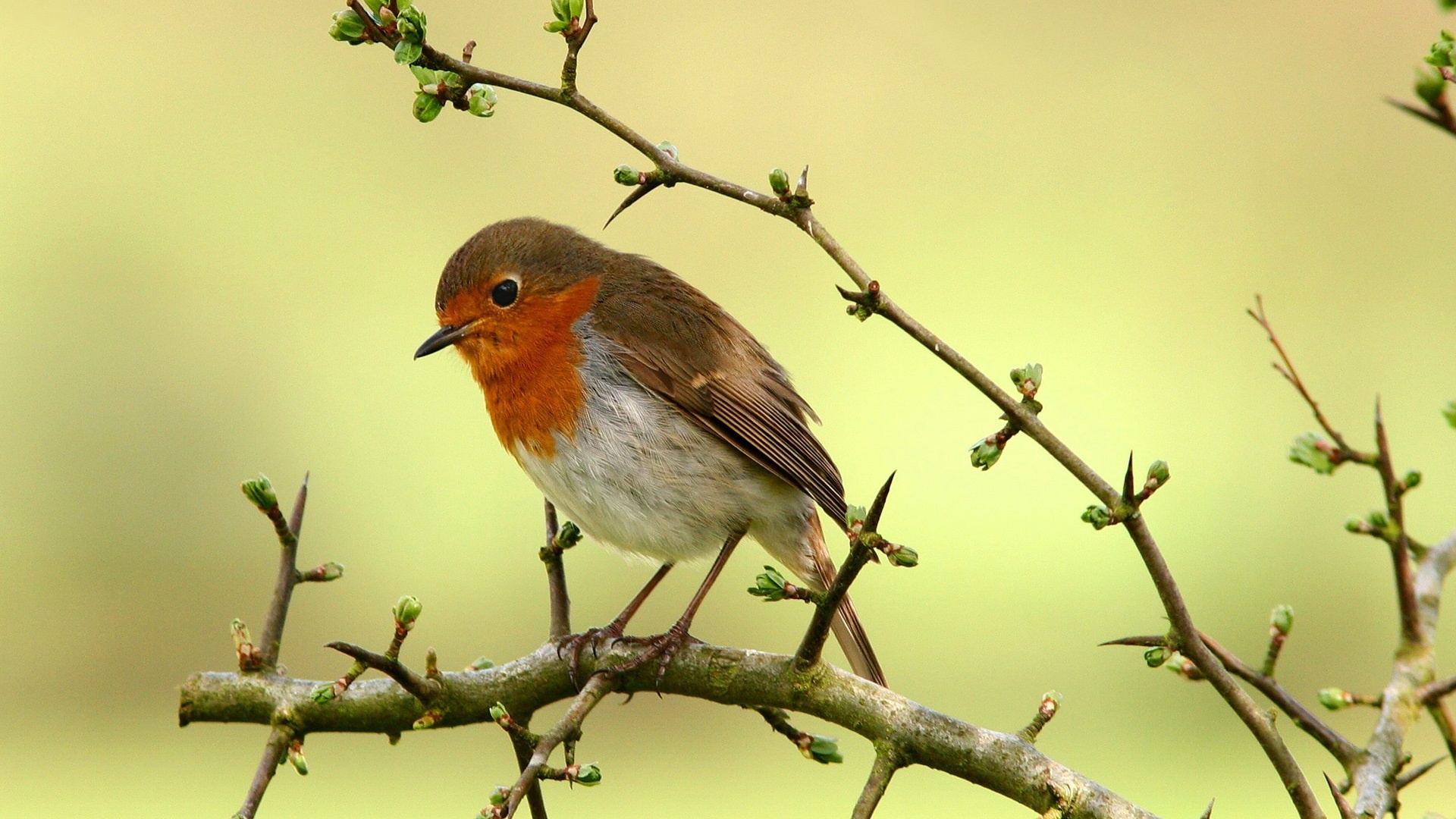 Robin bird beauty, Feathered elegance, Vibrant plumage, Birdwatcher's delight, 1920x1080 Full HD Desktop