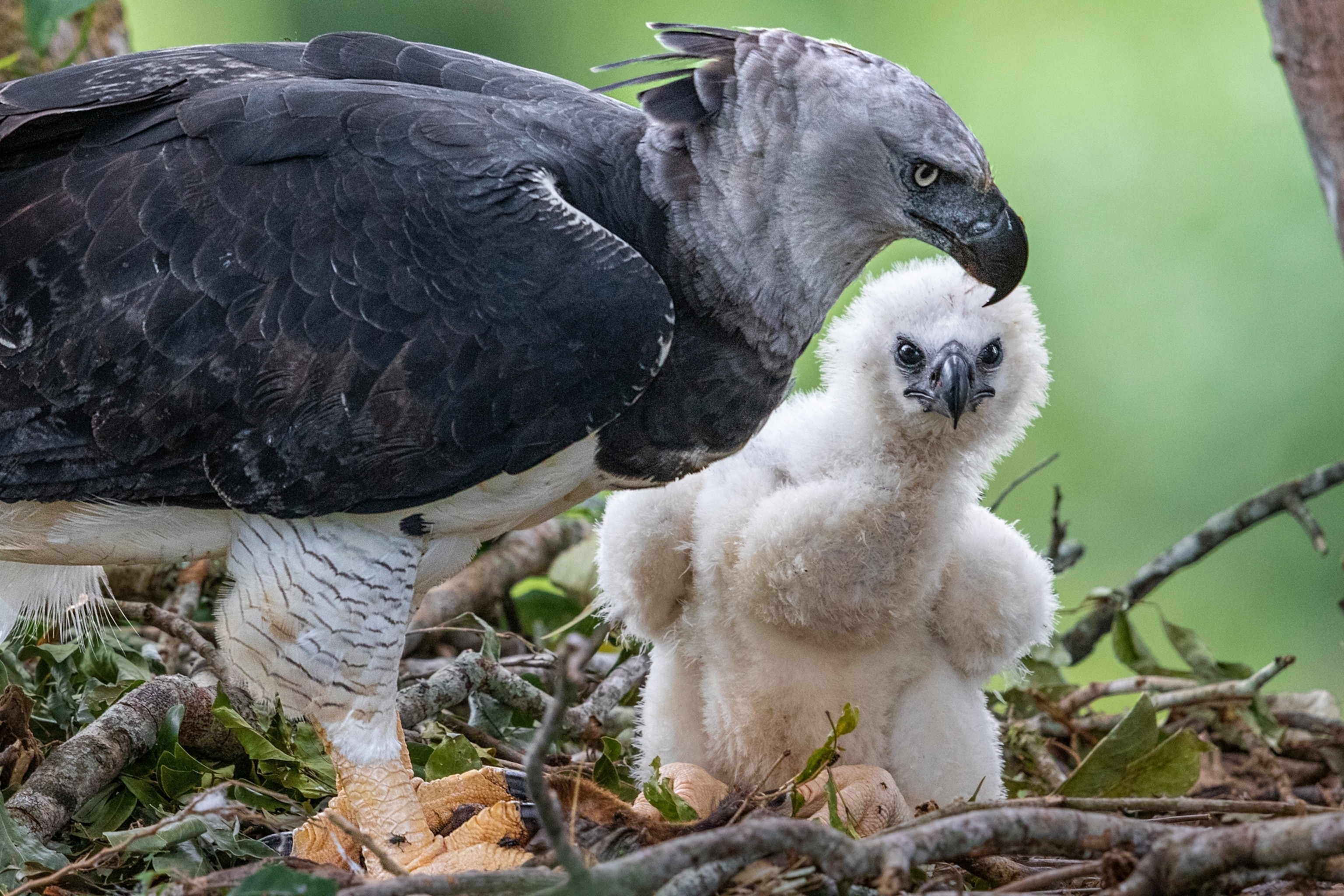 Mother and baby, Harpy Eagle Wallpaper, 3080x2050 HD Desktop