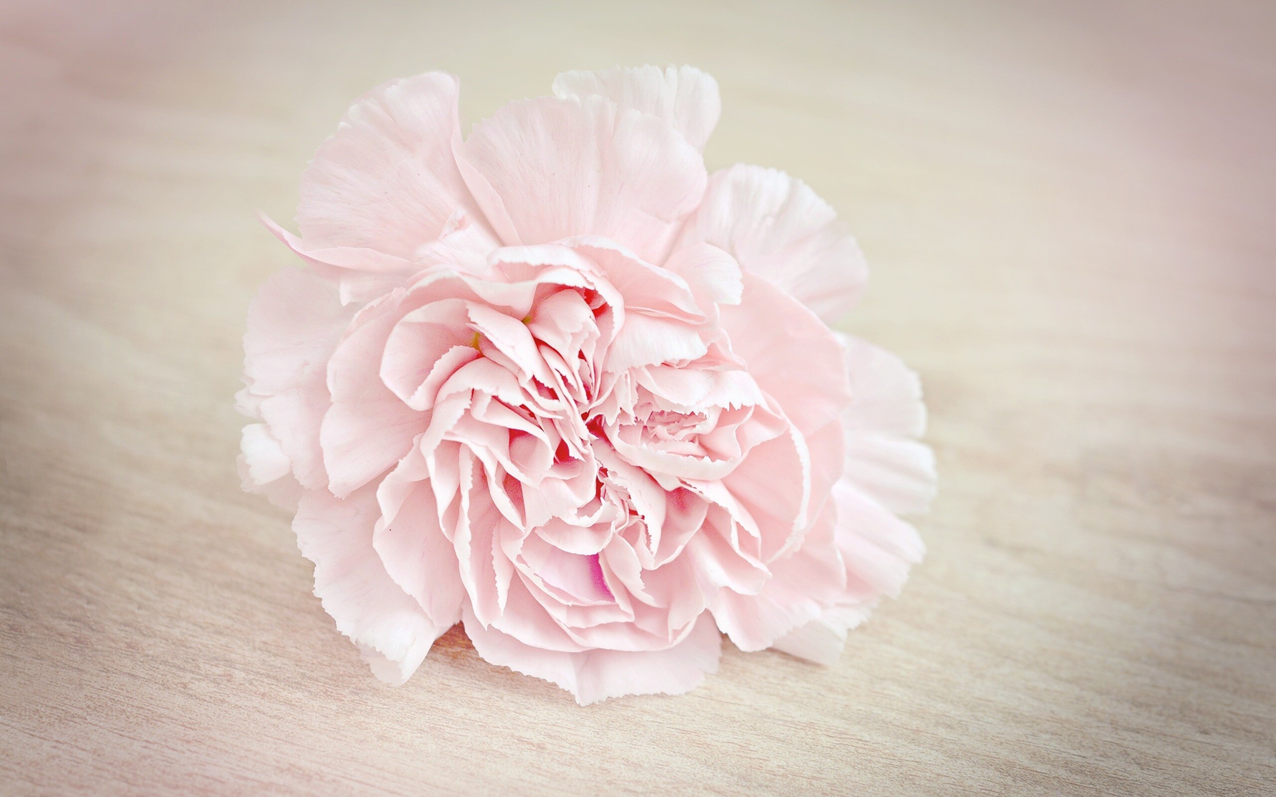 Clove Pink, Carnations Wallpaper, 2560x1600 HD Desktop