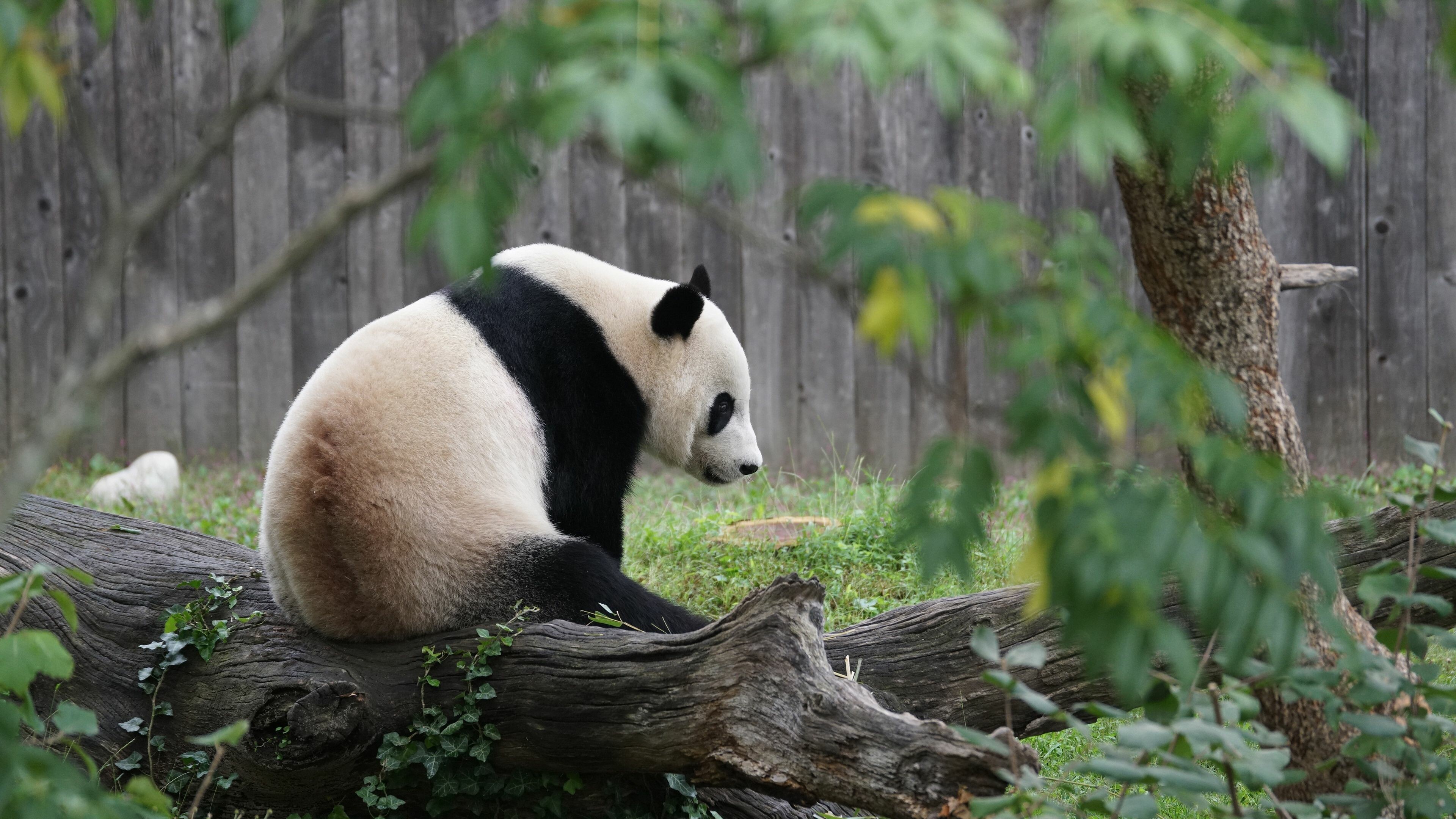 Panda wallpaper, Sun-kissed scenery, Nature's beauty, Tranquil landscapes, 3840x2160 4K Desktop