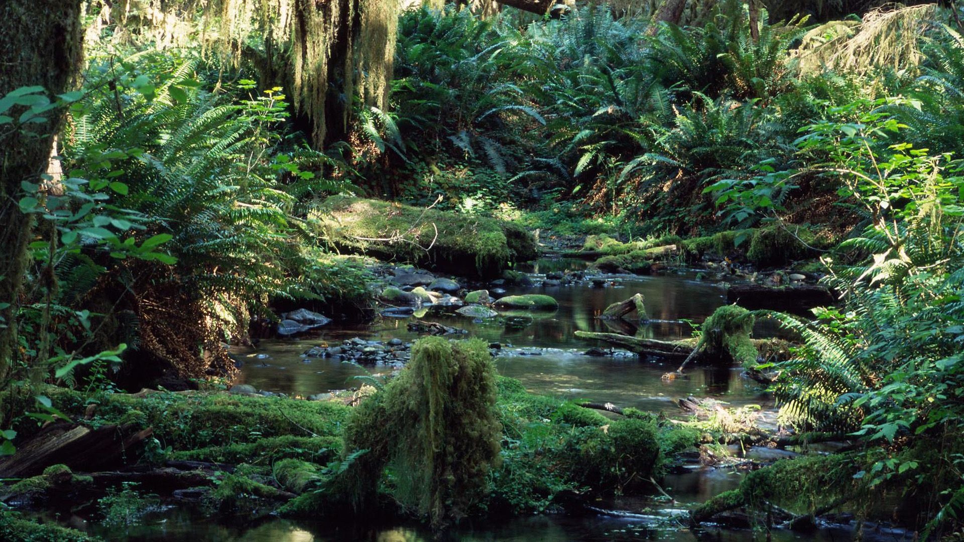 Daintree National Park, Tropical rainforest wallpapers, 1920x1080 Full HD Desktop