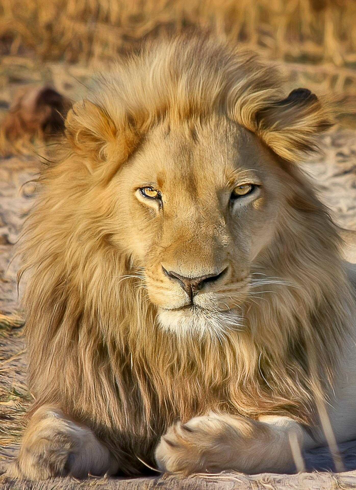 Lion, Fierce predator, Striking mane, King of the savannah, 1400x1920 HD Phone