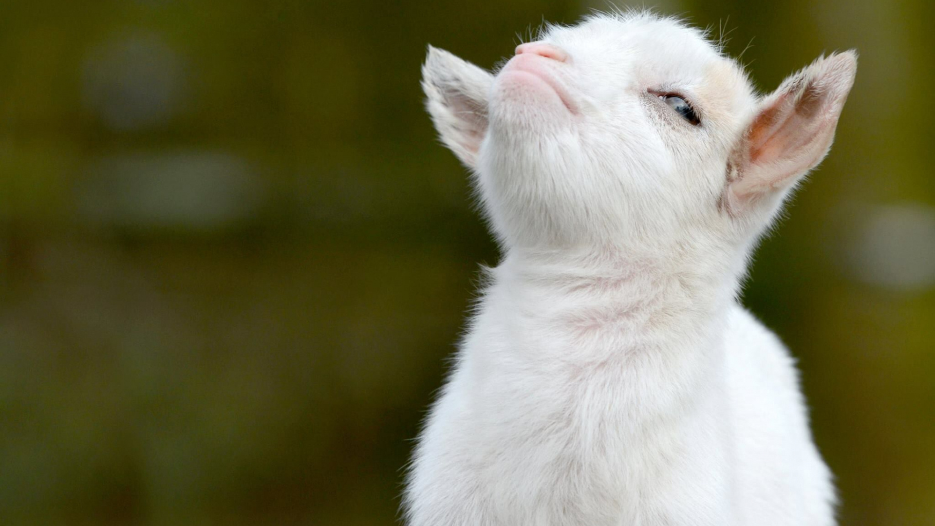 Free goat wallpaper, Proud goat, HD excellence, Windows background, 1920x1080 Full HD Desktop