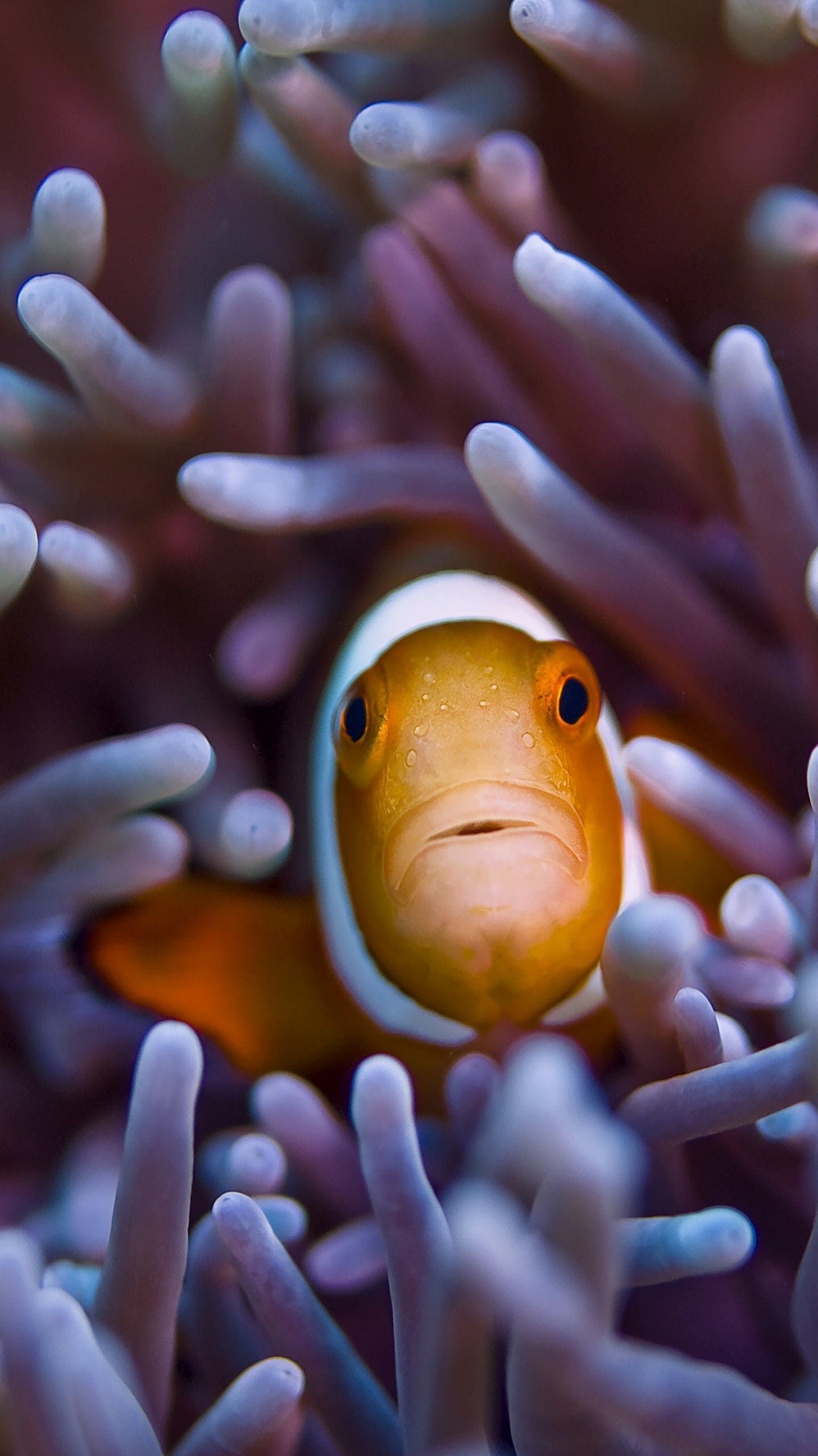 Striking clownfish, Free download wallpaper, Aquatic charm, Colorful underwater scene, 1440x2560 HD Phone