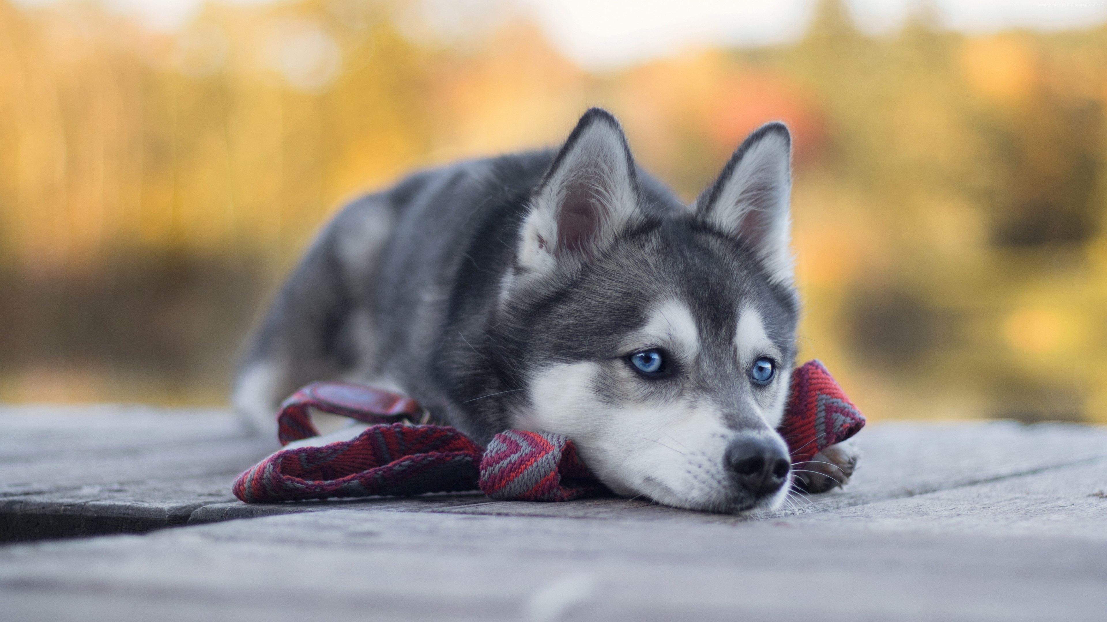 Blue-eyed Siberian Husky, Patterned fabric dog leash, Weathered wooden dock, 4K Desktop wallpaper