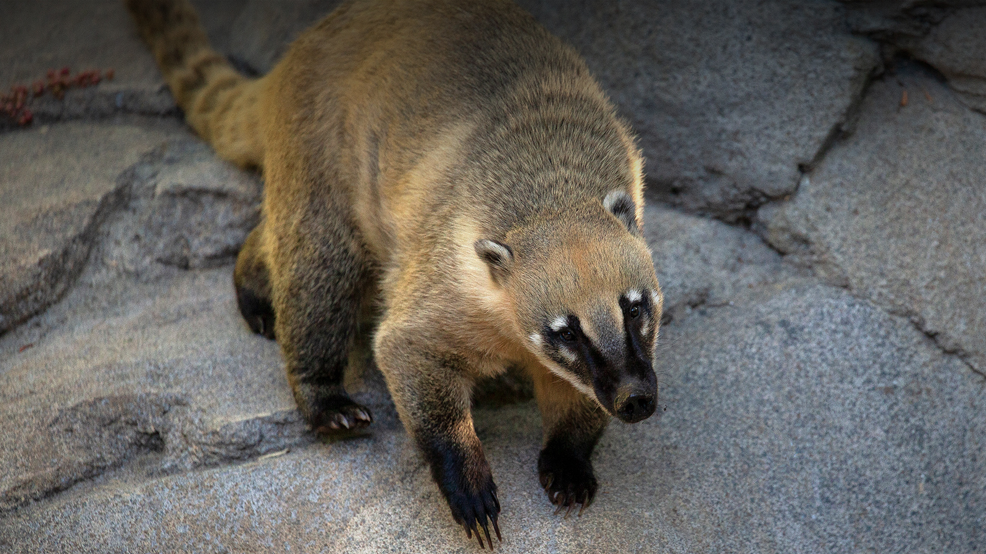 San Diego Zoo, Coati, Animals, Plants, 1920x1080 Full HD Desktop