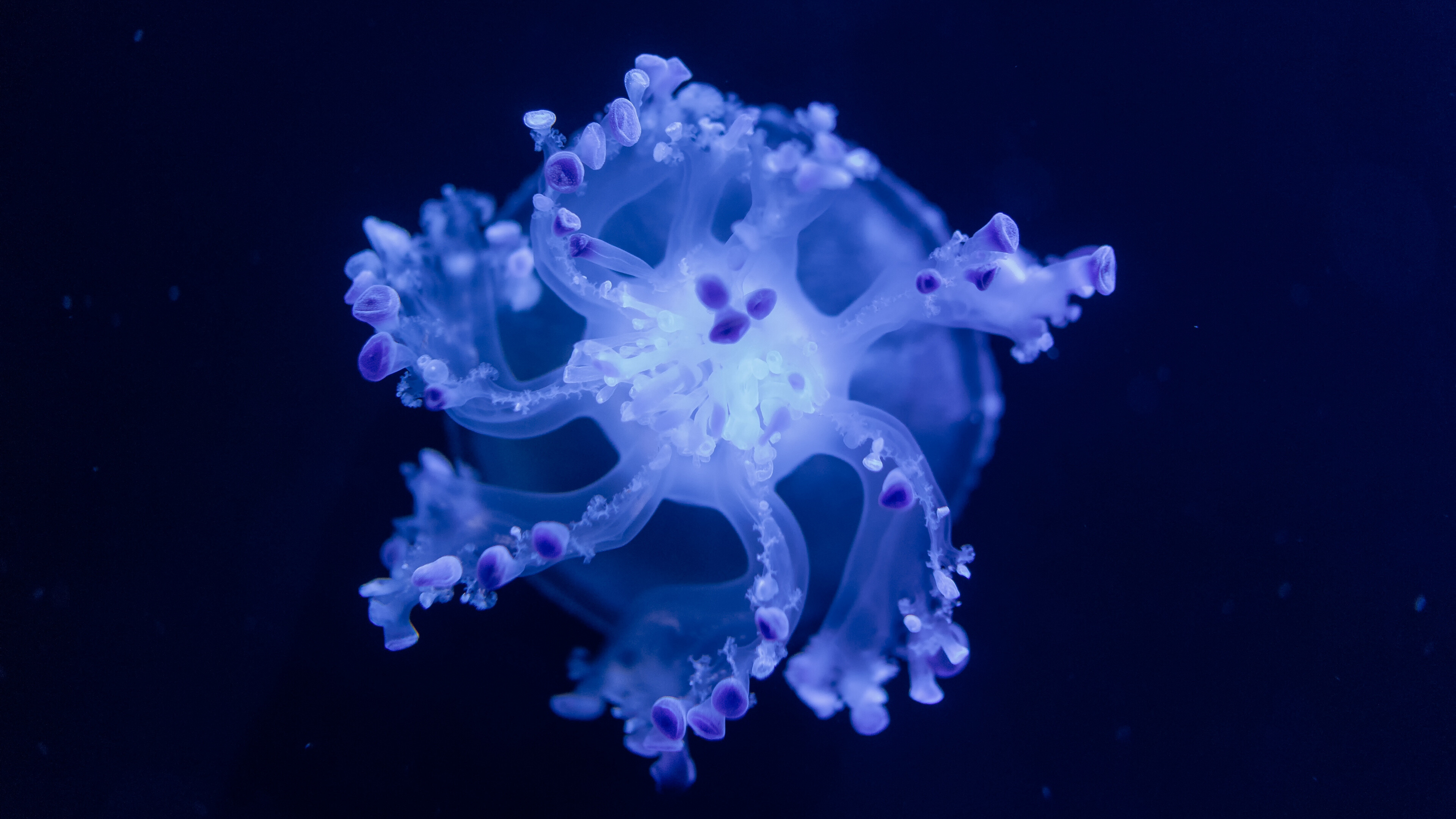 Blue jellyfish, Underwater wallpaper, Immersive visuals, Enchanting beauty, 3840x2160 4K Desktop