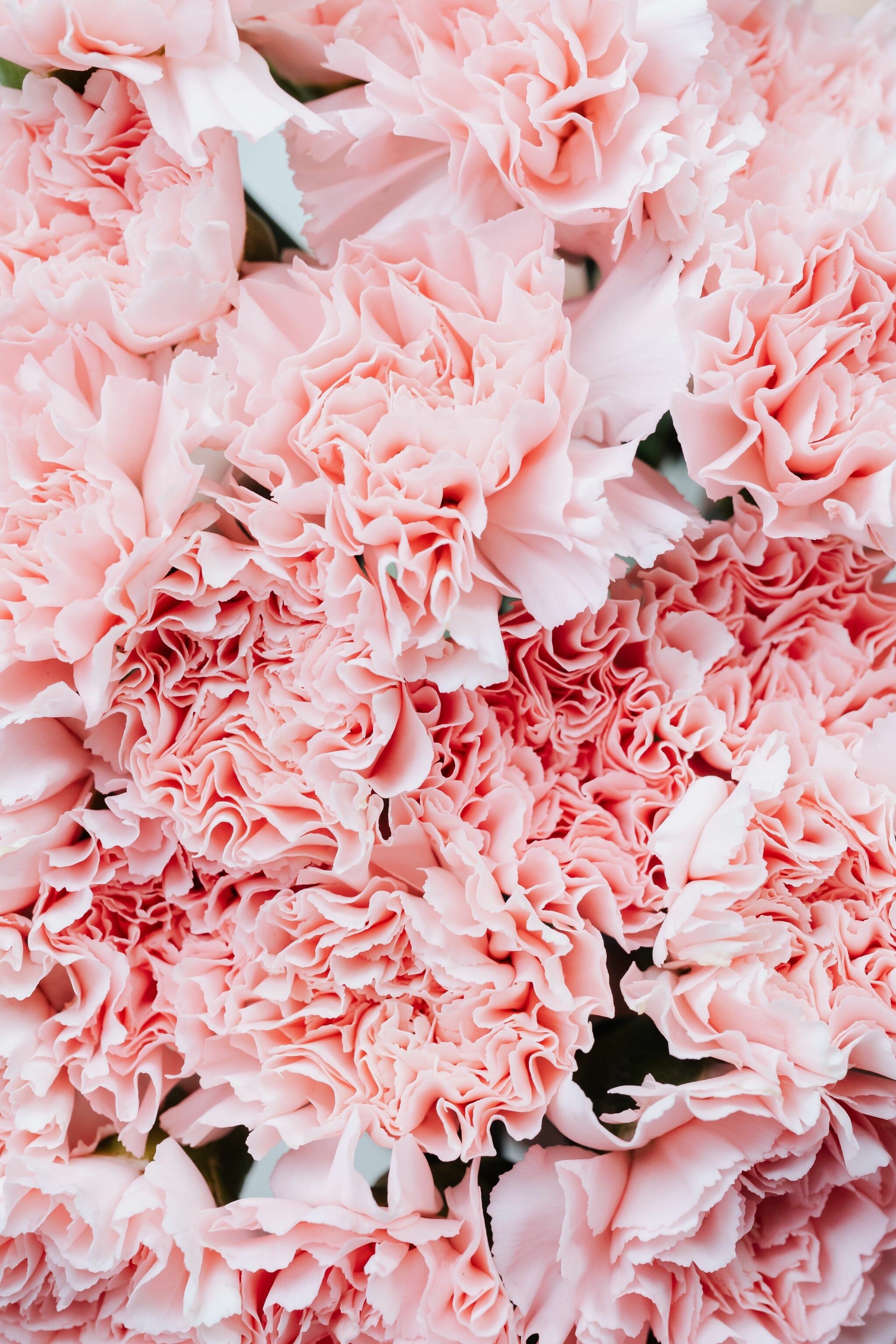 Pink flower iPhone wallpapers, 4K HD, Pink flower, Nature, 2050x3080 HD Phone