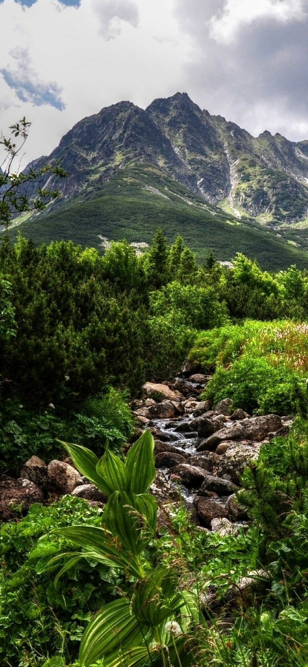 Mountain jungle allure, Nature's wilderness, Aerial view, Majestic landscape, 1080x2340 HD Phone