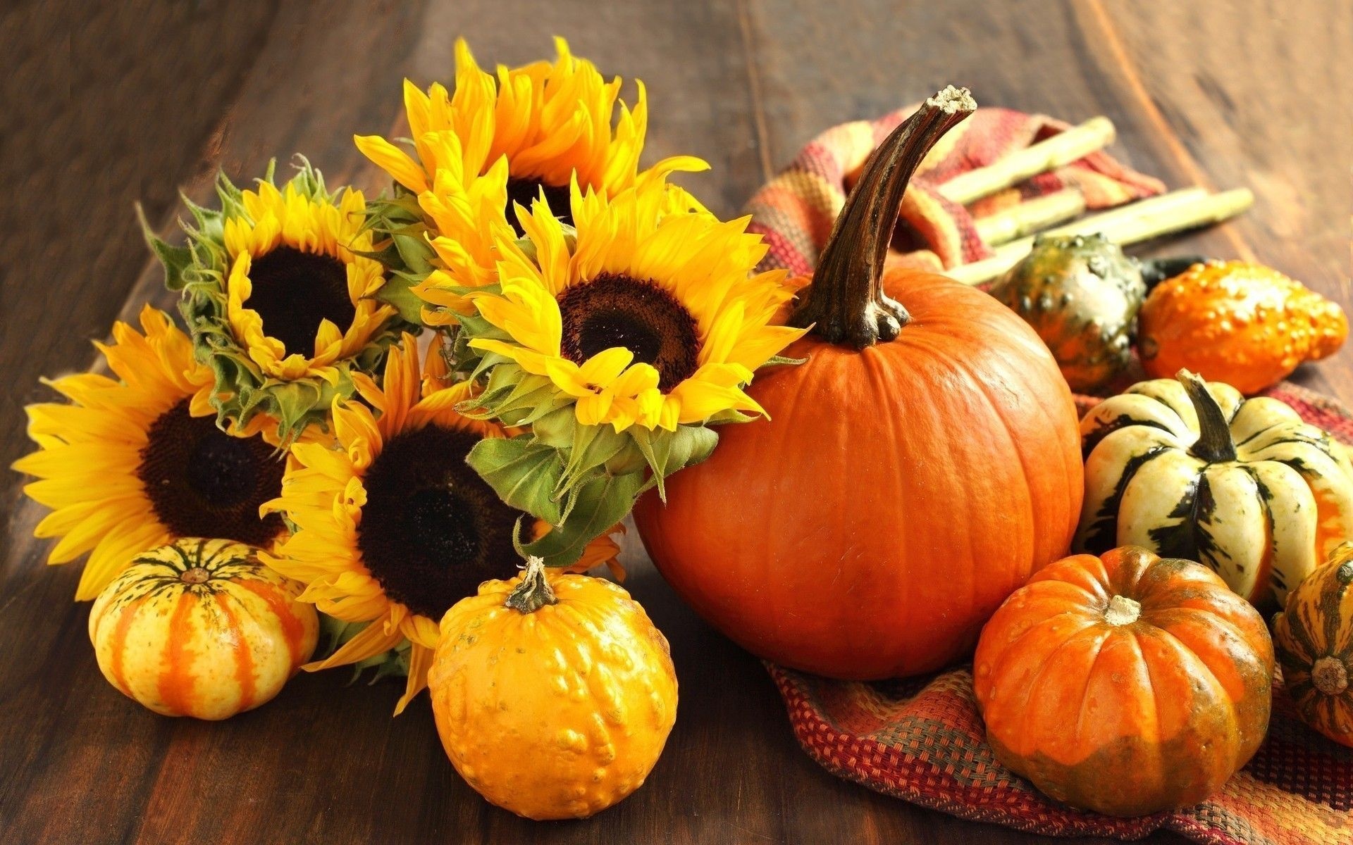 Blooming yellow sunflowers, Orange autumn pumpkin, Assorted decorative gourds, HD Desktop wallpaper
