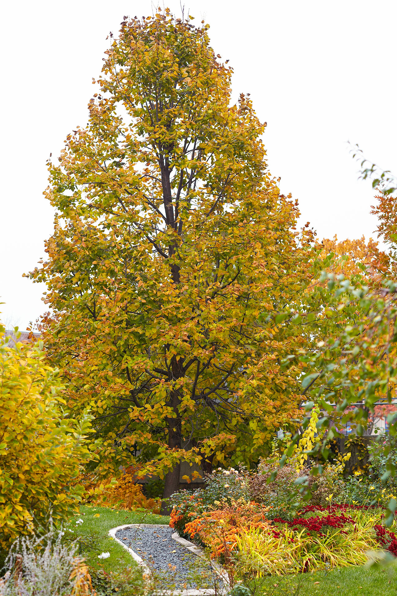 Linden Tree, shade trees, your yard, Nature, 1280x1920 HD Phone