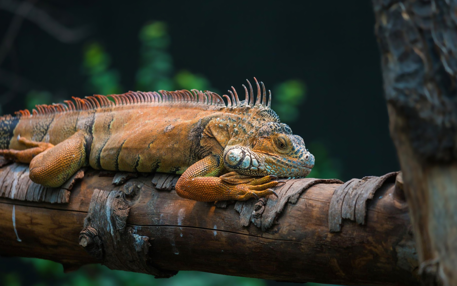 Iguana on a tree log, Animal wallpapers, 1920x1200 HD Desktop