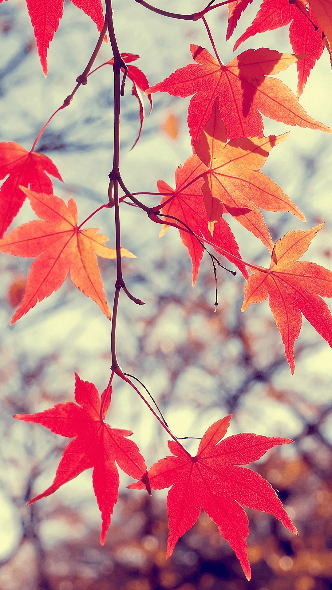 Japanese maple leaves, Nature's art, Exquisite beauty, Delicate shapes, 1080x1920 Full HD Phone