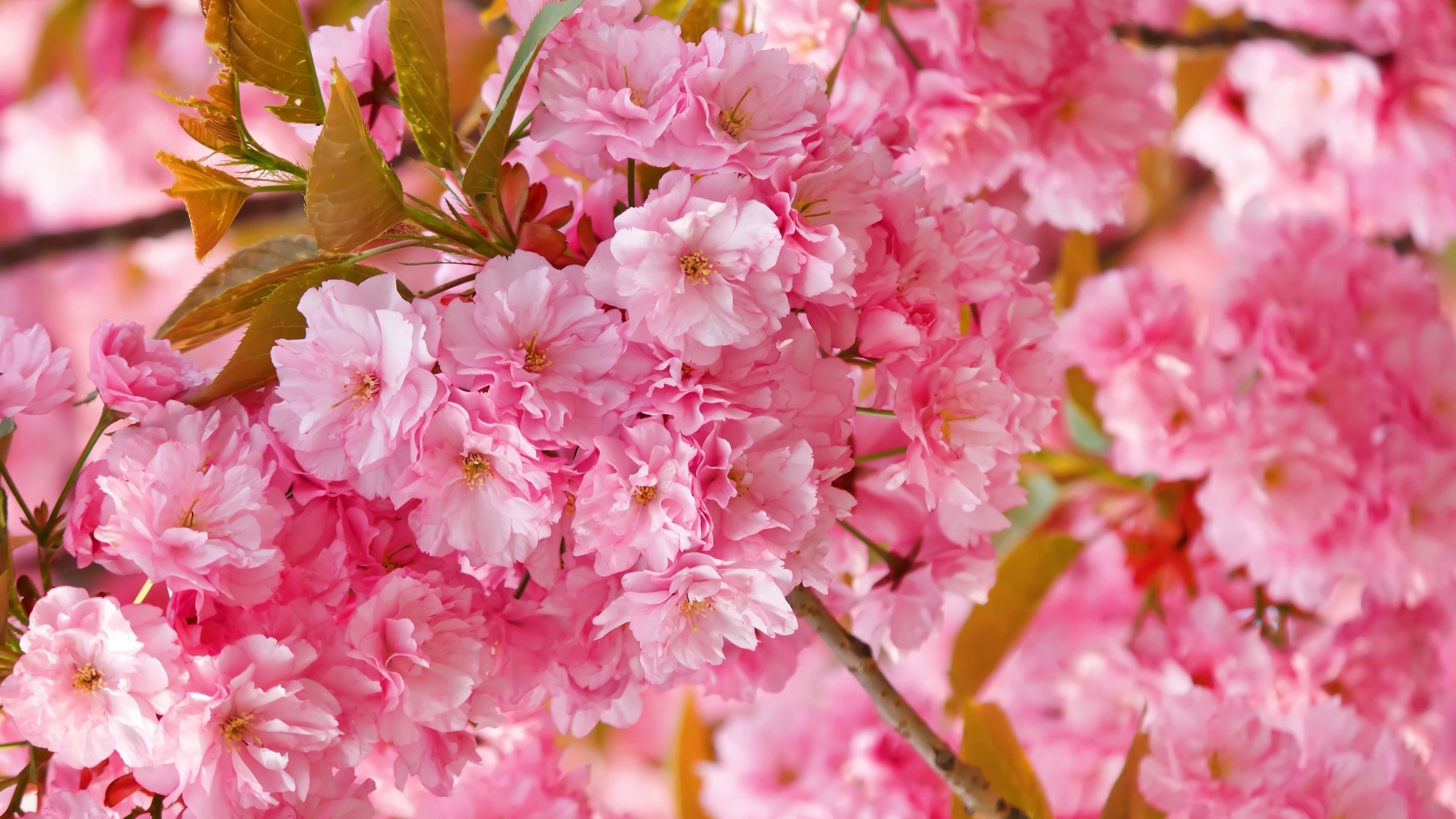 Kanzan cherry blossoms, Pink sakura flowers, Blooming blossom clusters, HD Desktop wallpaper