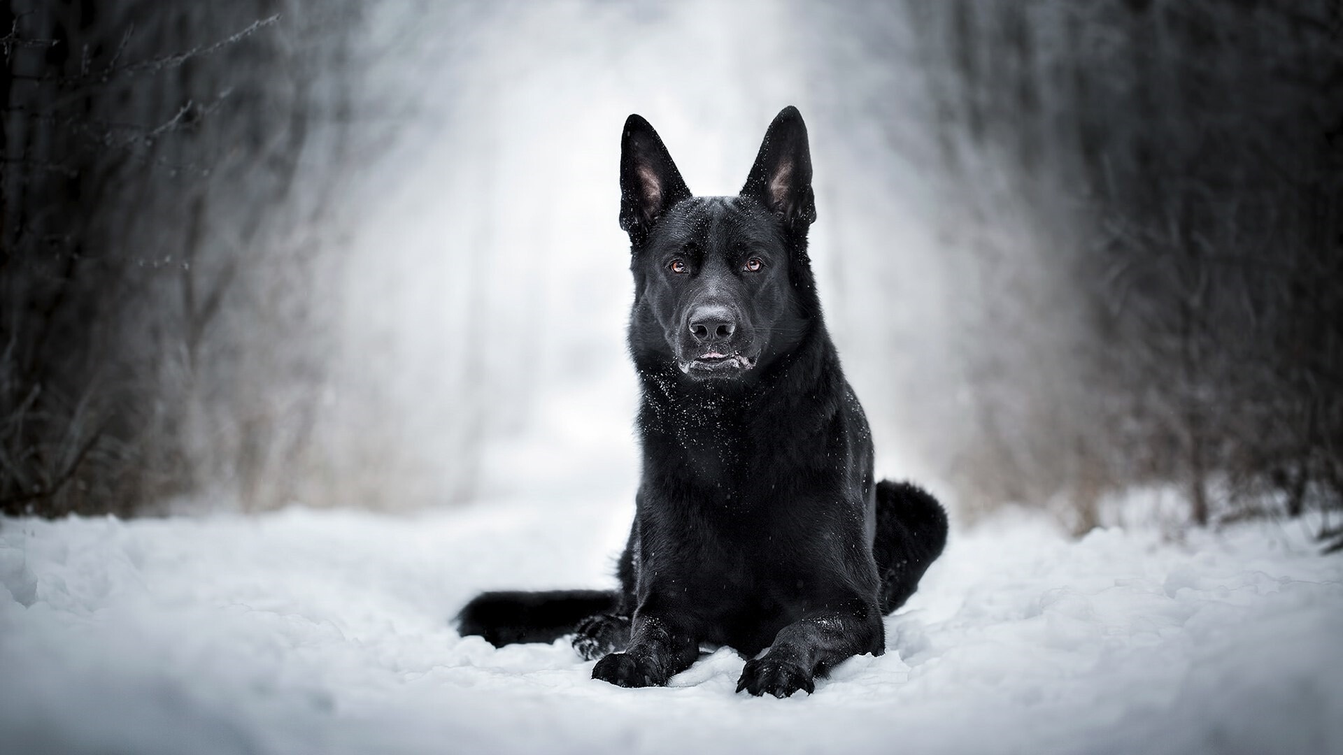 Black dog, Snow background, 1920x1080 Full HD Desktop