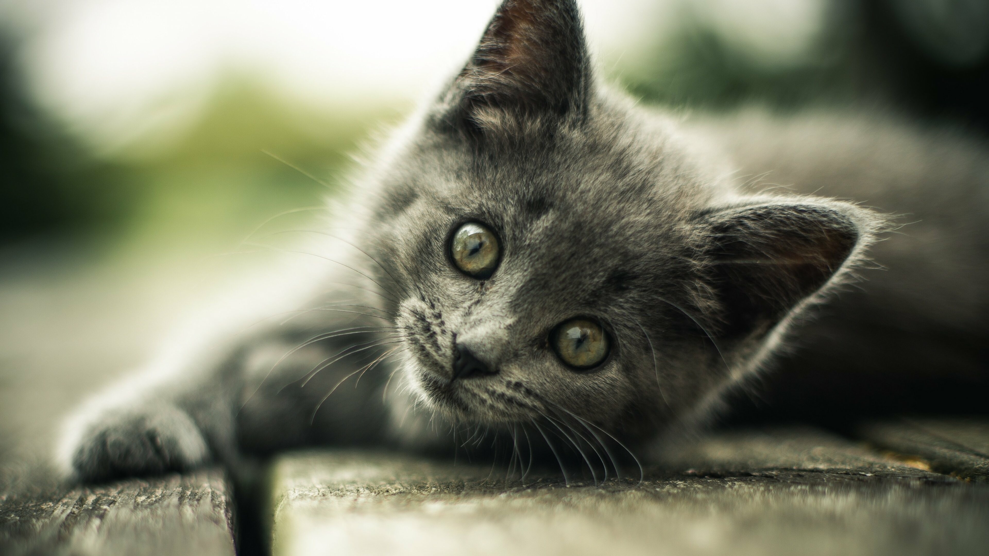 Cute gray kitten, Ultra HD wallpaper, Background image, Gray kitten, 3840x2160 4K Desktop