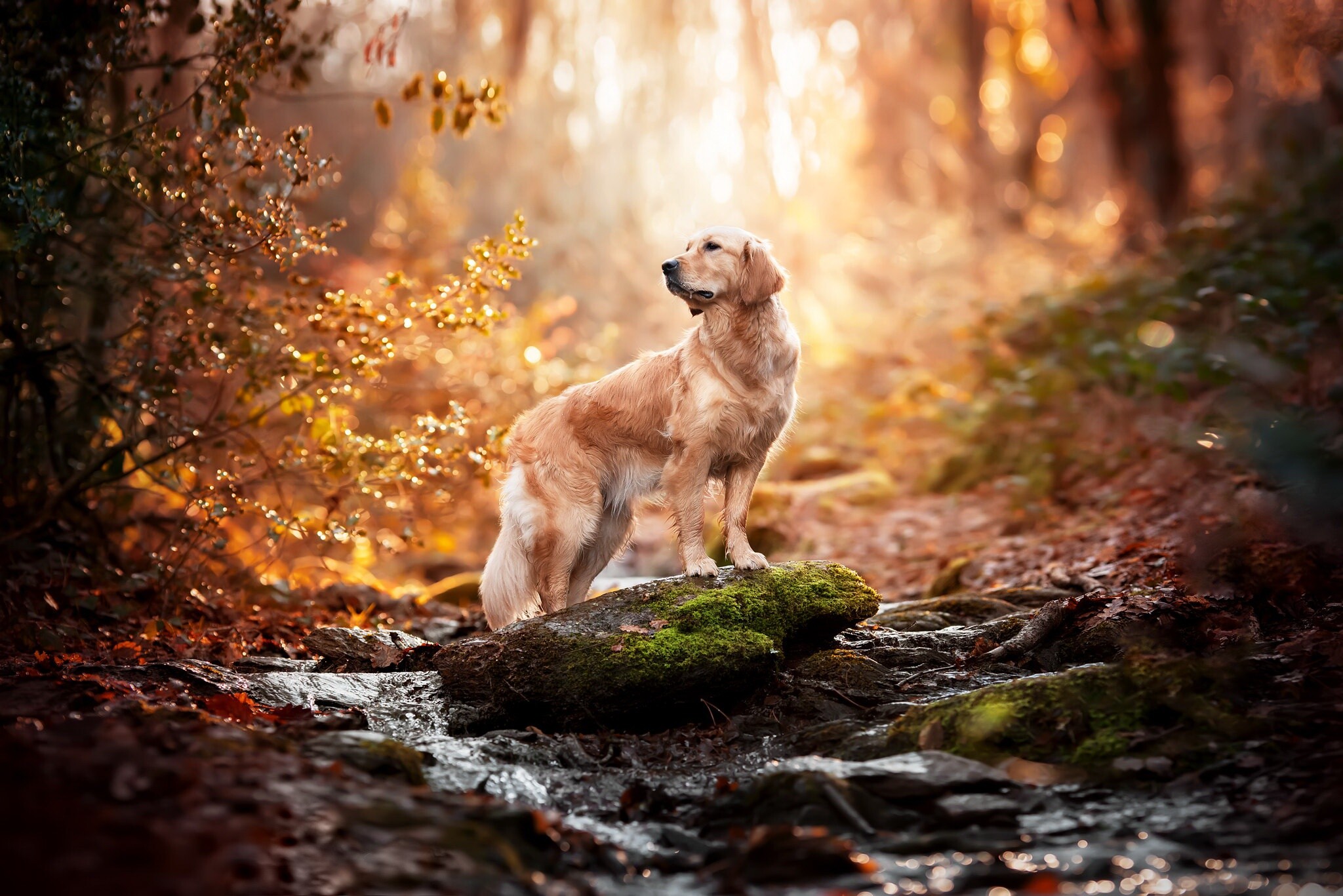 Golden Retriever, HD wallpaper, Dog pet, 2050x1370 HD Desktop