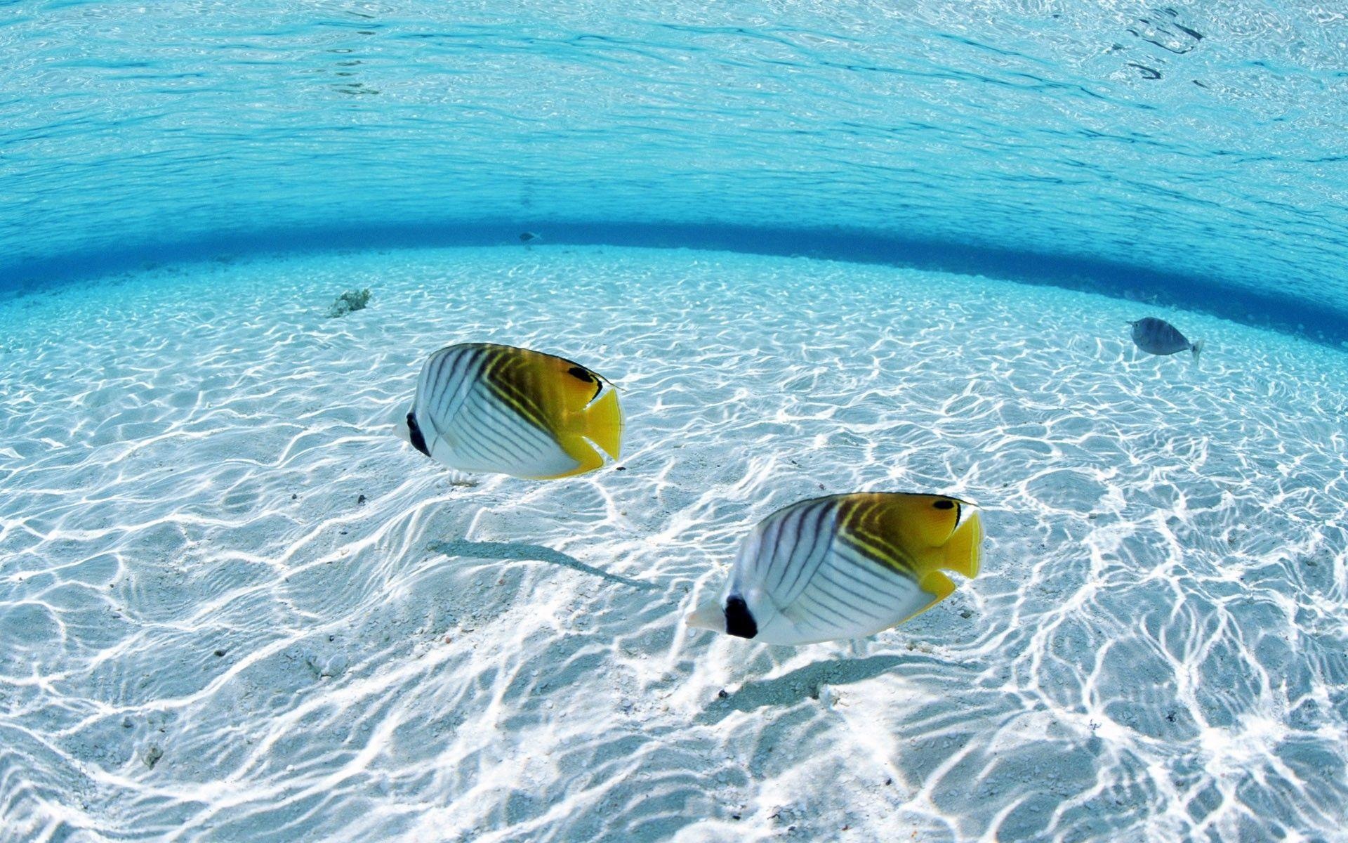 Threadfin butterflyfish pair, White sand shallows, Turquoise lagoon water, HD Desktop wallpaper