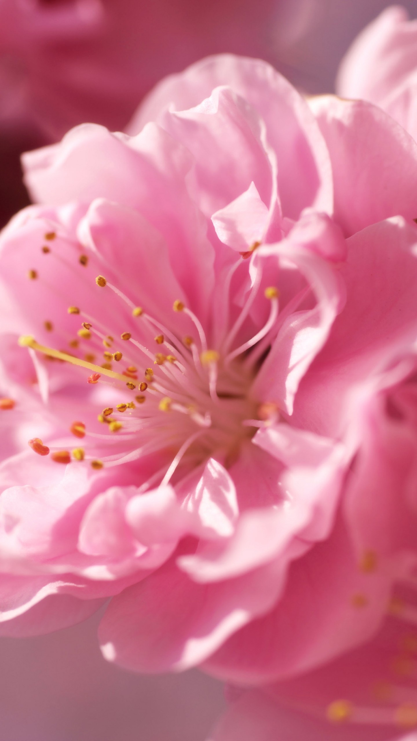 Double-flowered cherry blossom, Yellow stamens and anthers, Macro pink flower petals, HD Phone wallpaper
