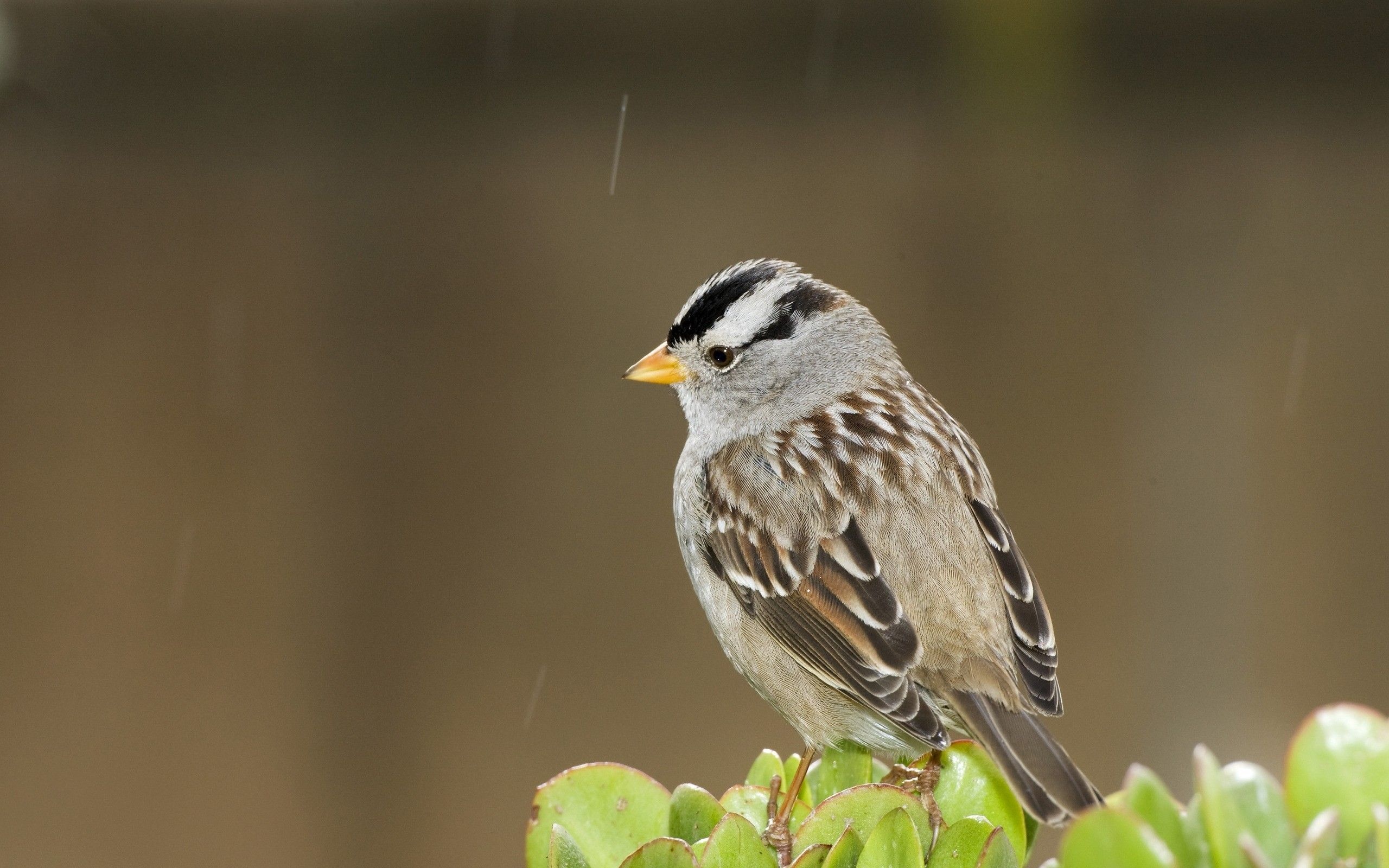 High-definition bird wallpapers, Widescreen bird images, Screensaver-worthy, Dazzling avian photography, 2560x1600 HD Desktop