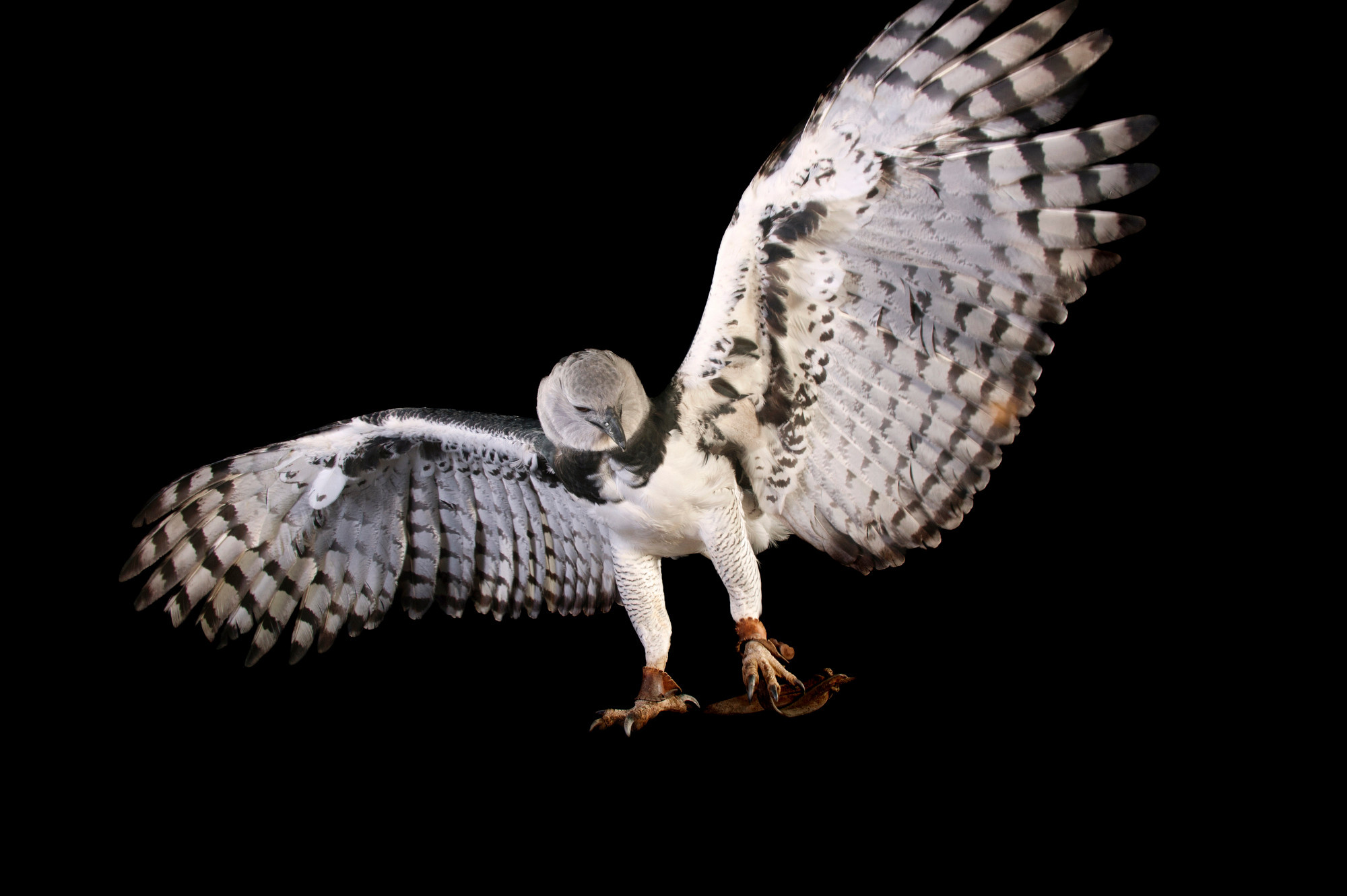 Harpy Eagle, Stunning close-up, Photographer's talent, Enigmatic beauty, 2000x1340 HD Desktop