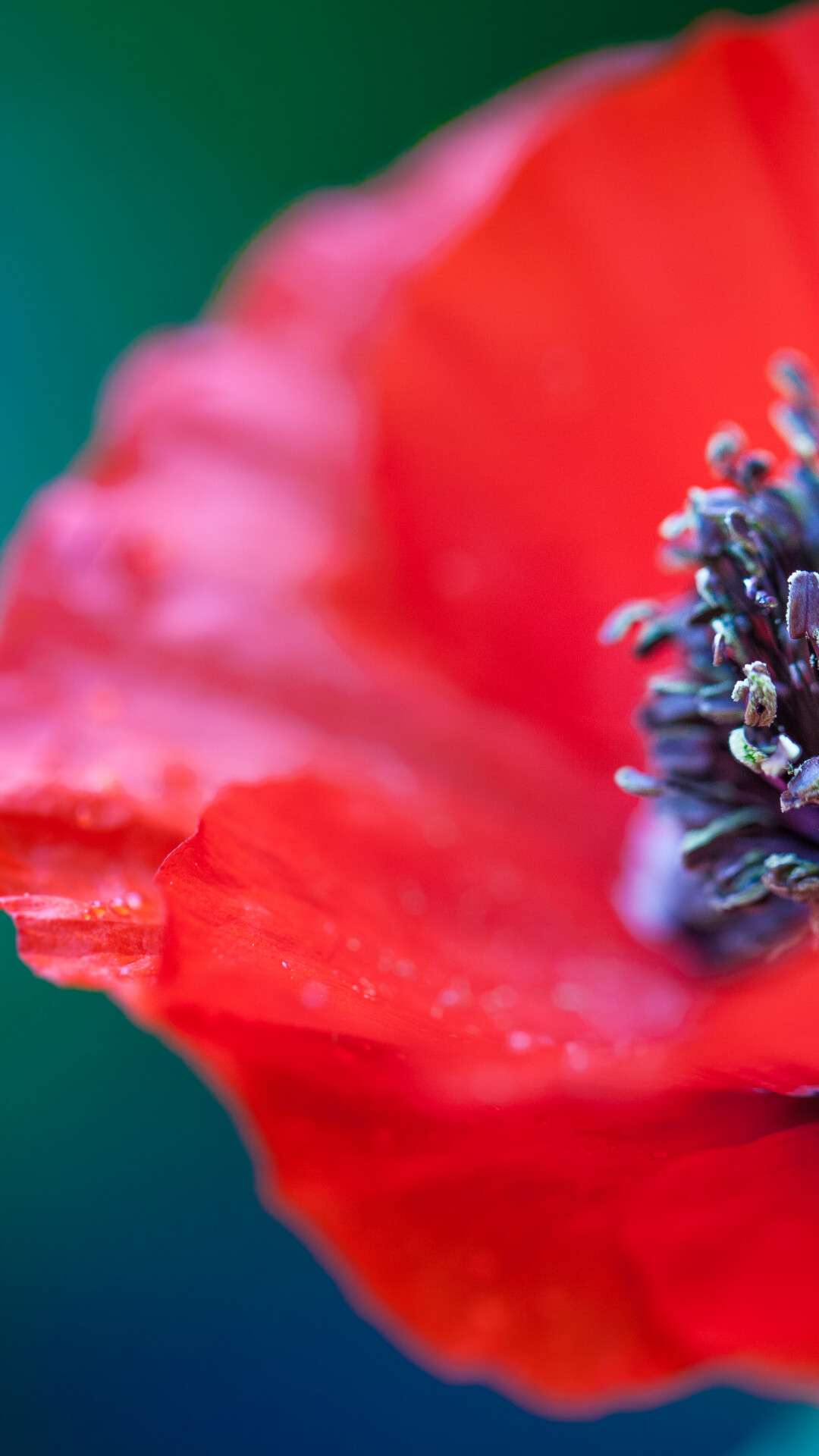 Close-up, Poppy Flowers Wallpaper, 1080x1920 Full HD Phone