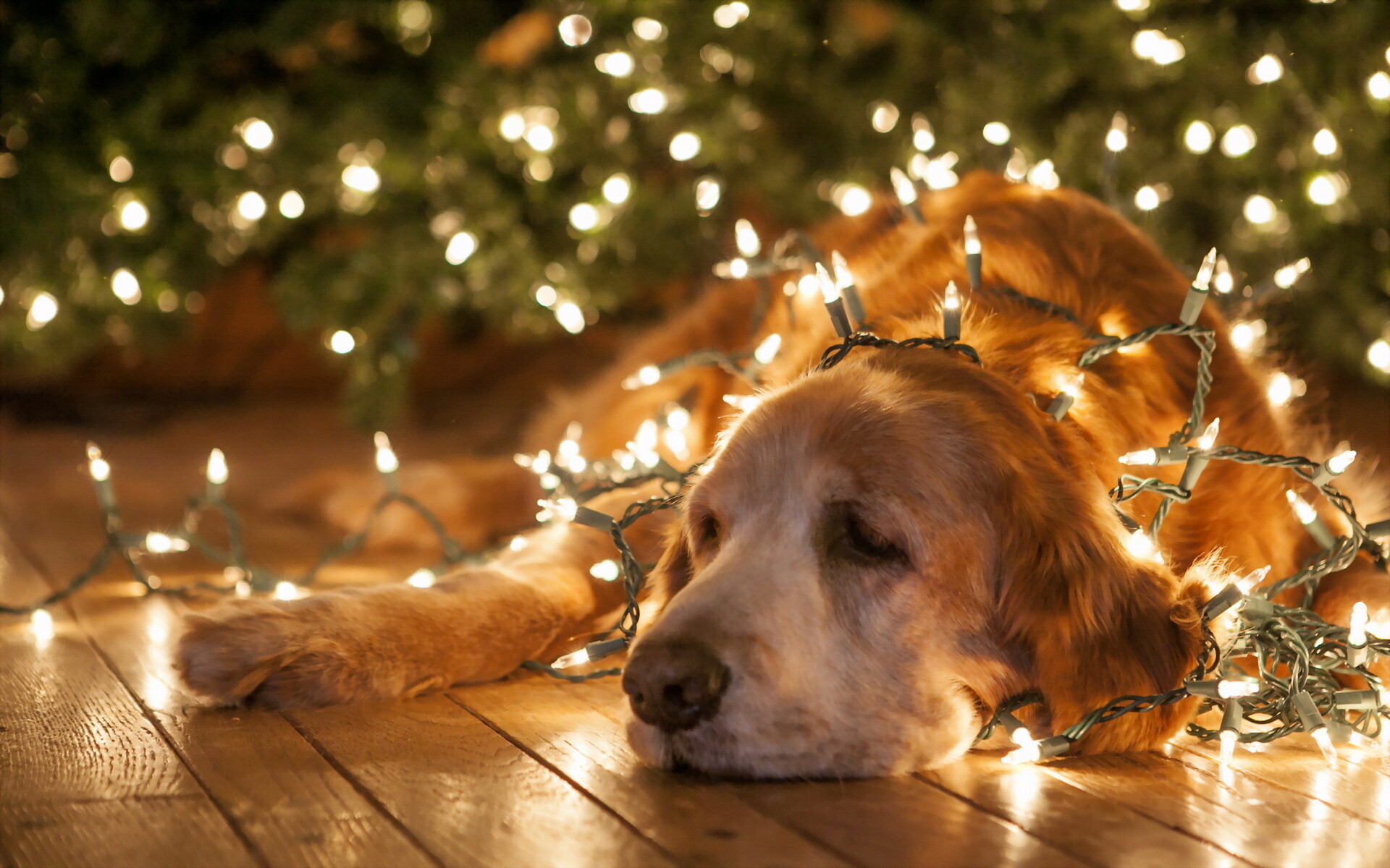 Fairy Lights, Retrieving dog, Enchanting glow, Magical atmosphere, 1920x1200 HD Desktop