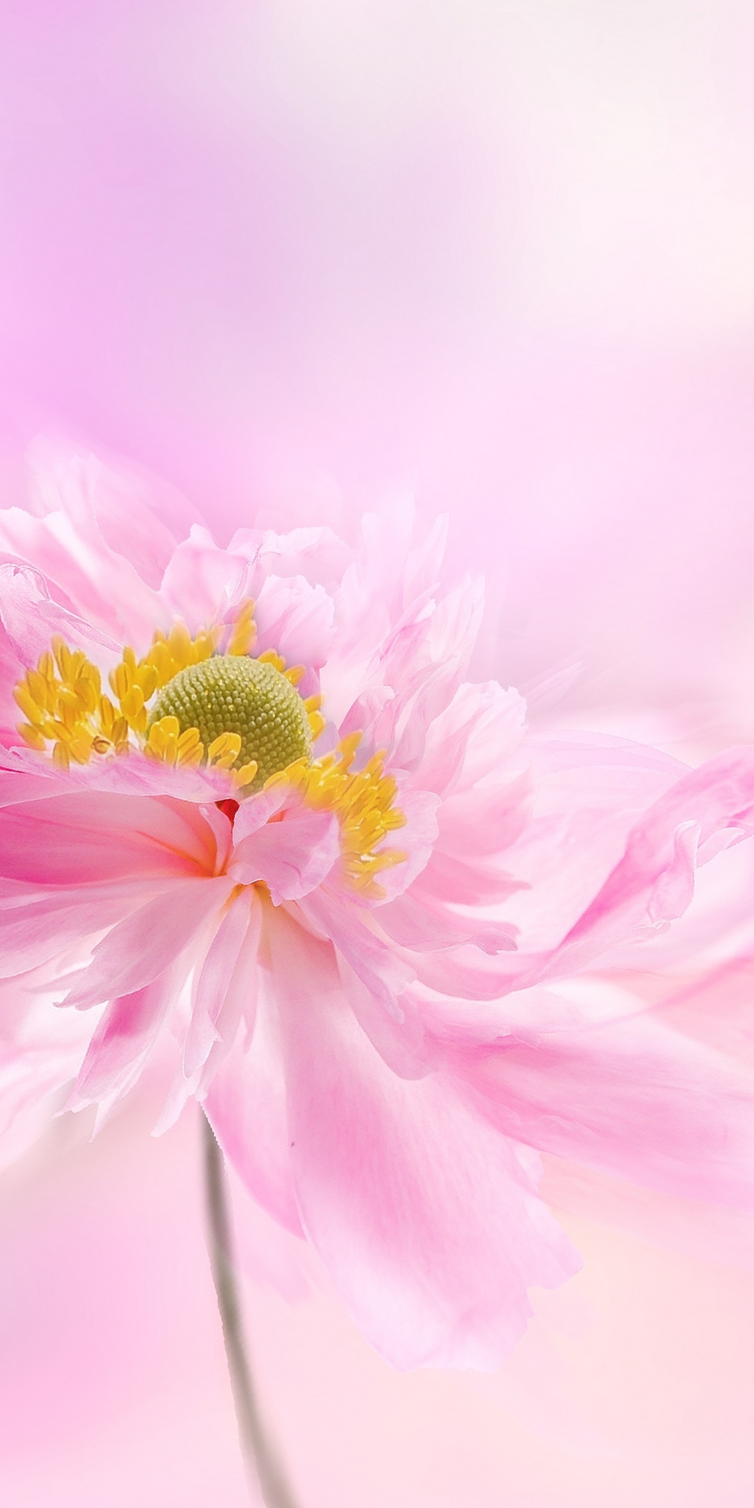 Pink Japanese anemone flower, Golden yellow stamens, Pastel pink background, HD Phone wallpaper