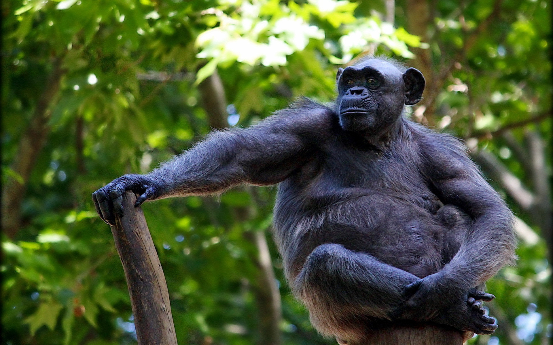 Free high-quality chimpanzee wallpaper, PC desktop, 1920x1200 HD Desktop