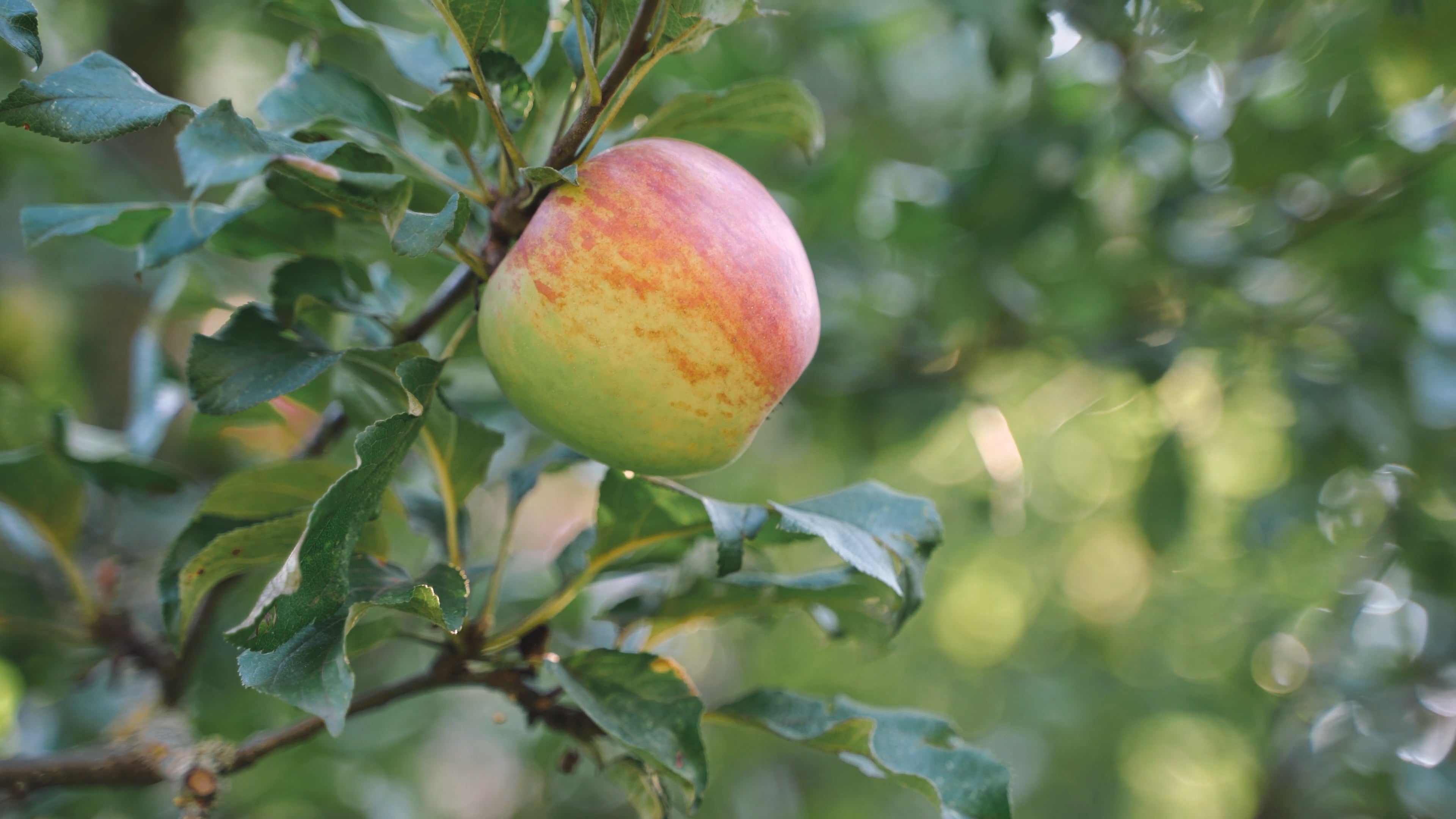 Cox's Orange Pippin, Apple Trees Wallpaper, 3840x2160 4K Desktop