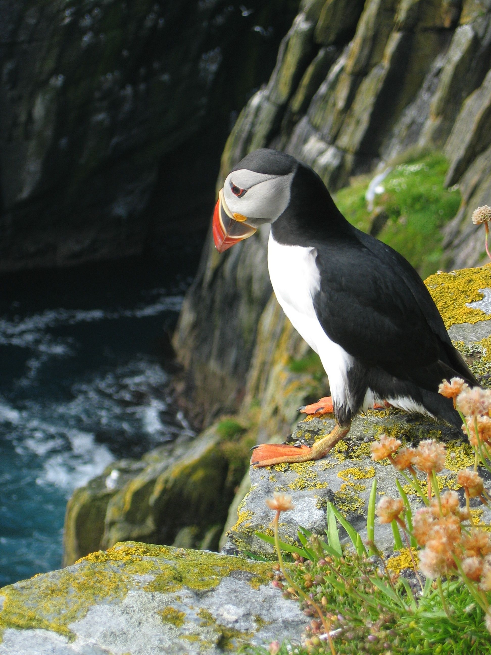 Skellig Michael, Ireland, Star Wars, Puffin, 1950x2600 HD Phone