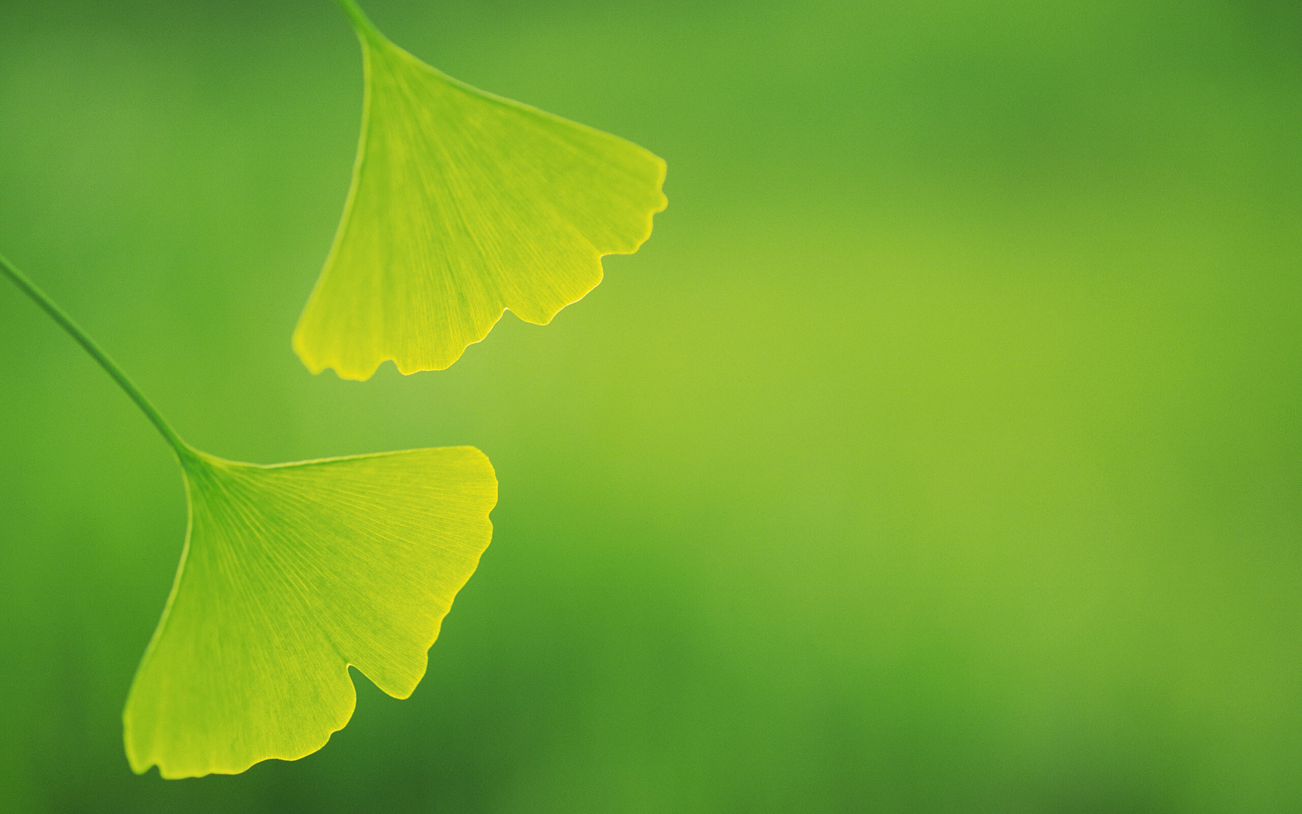 Ginkgo, Leaf Wallpaper, 2560x1600 HD Desktop