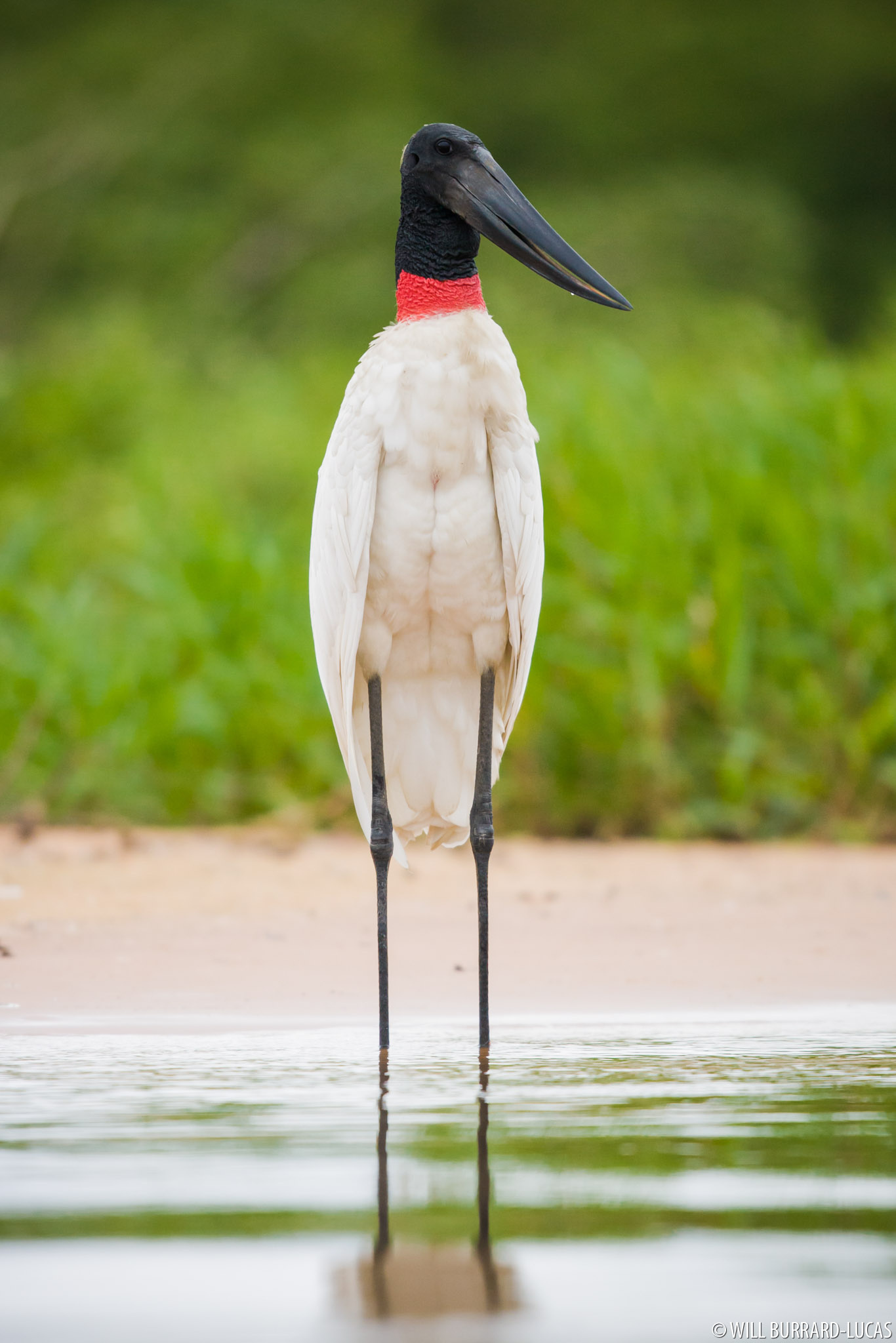 Jabiru Bird, Will Burrard Lucas, Beautiful Feathers, Striking, 1370x2050 HD Phone