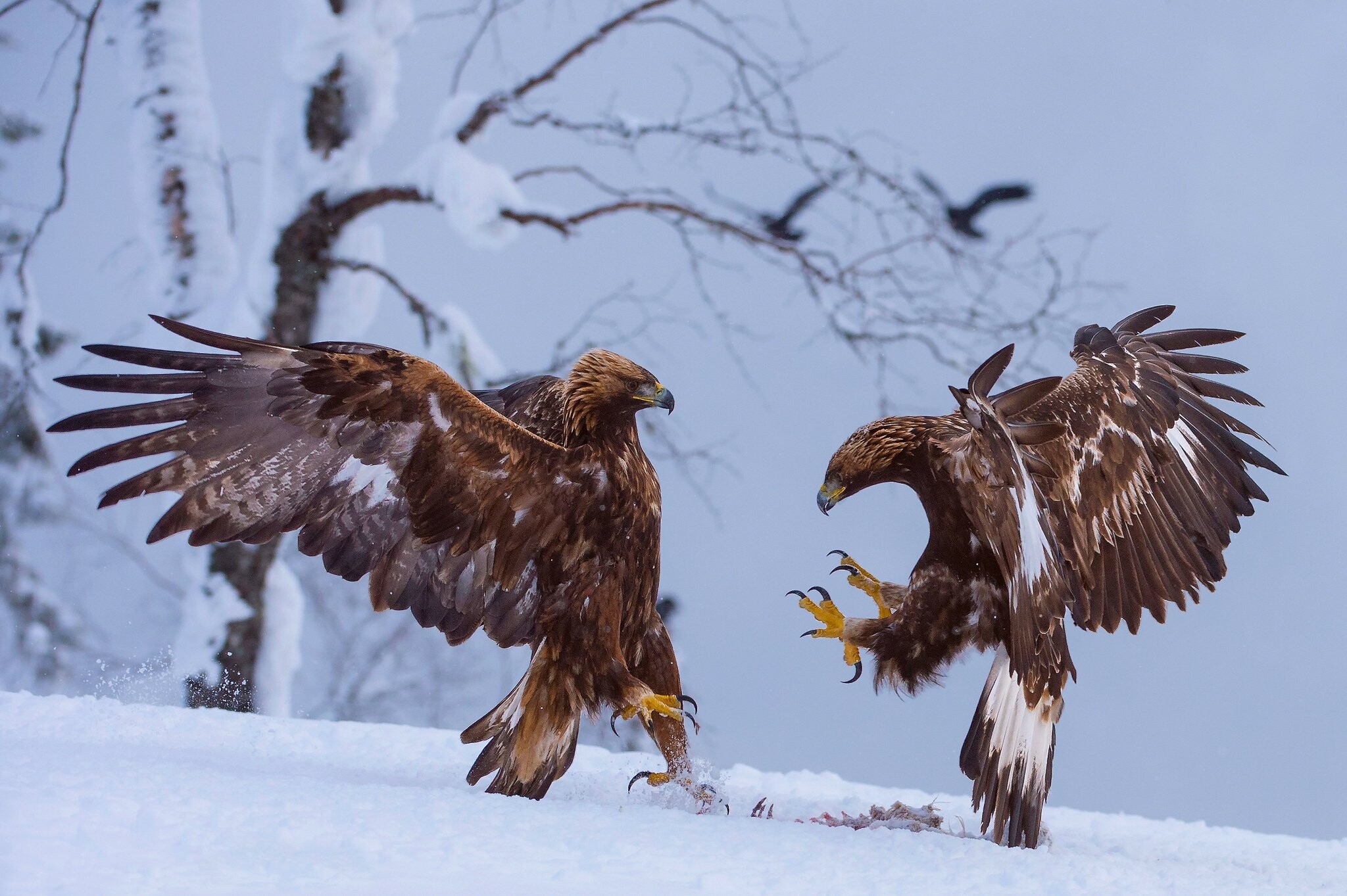 Snowy eagle scenery, Winter wonderland, Majestic bird, Tranquil beauty, 2050x1370 HD Desktop