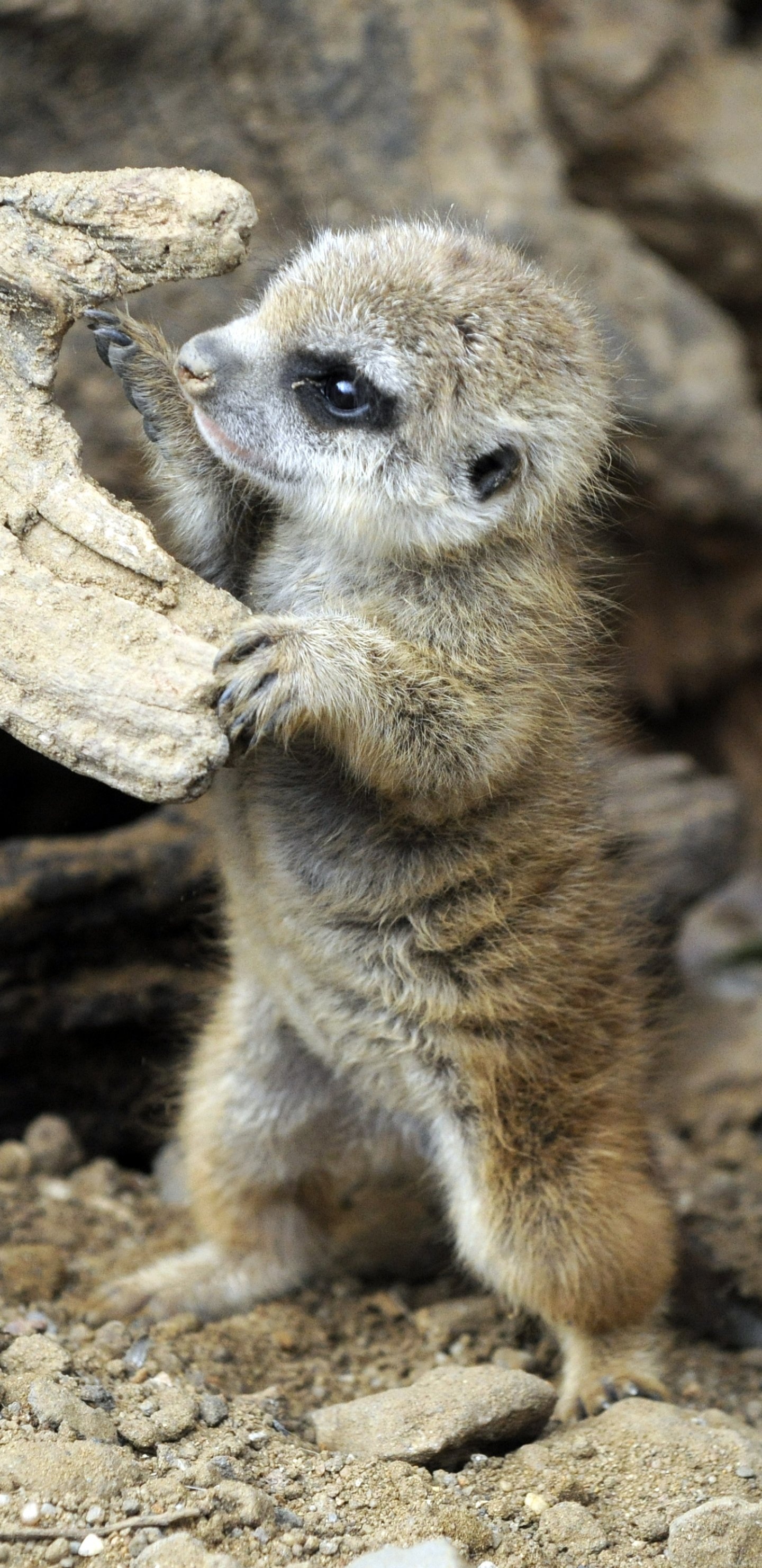 Meerkat, Baby Animal Wallpaper, 1440x2960 HD Phone