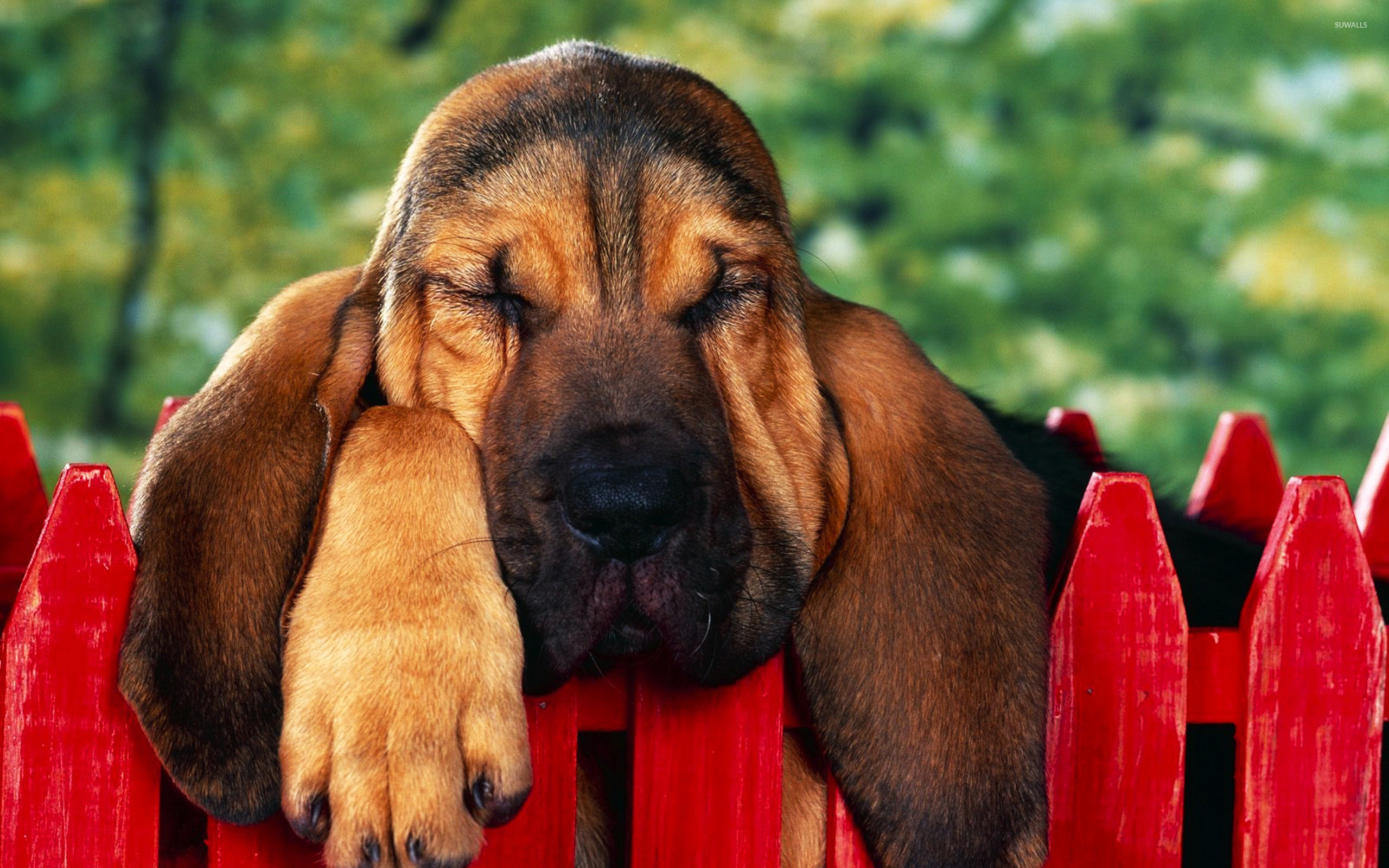Bloodhound, Cute Dogs Wallpaper, 2560x1600 HD Desktop