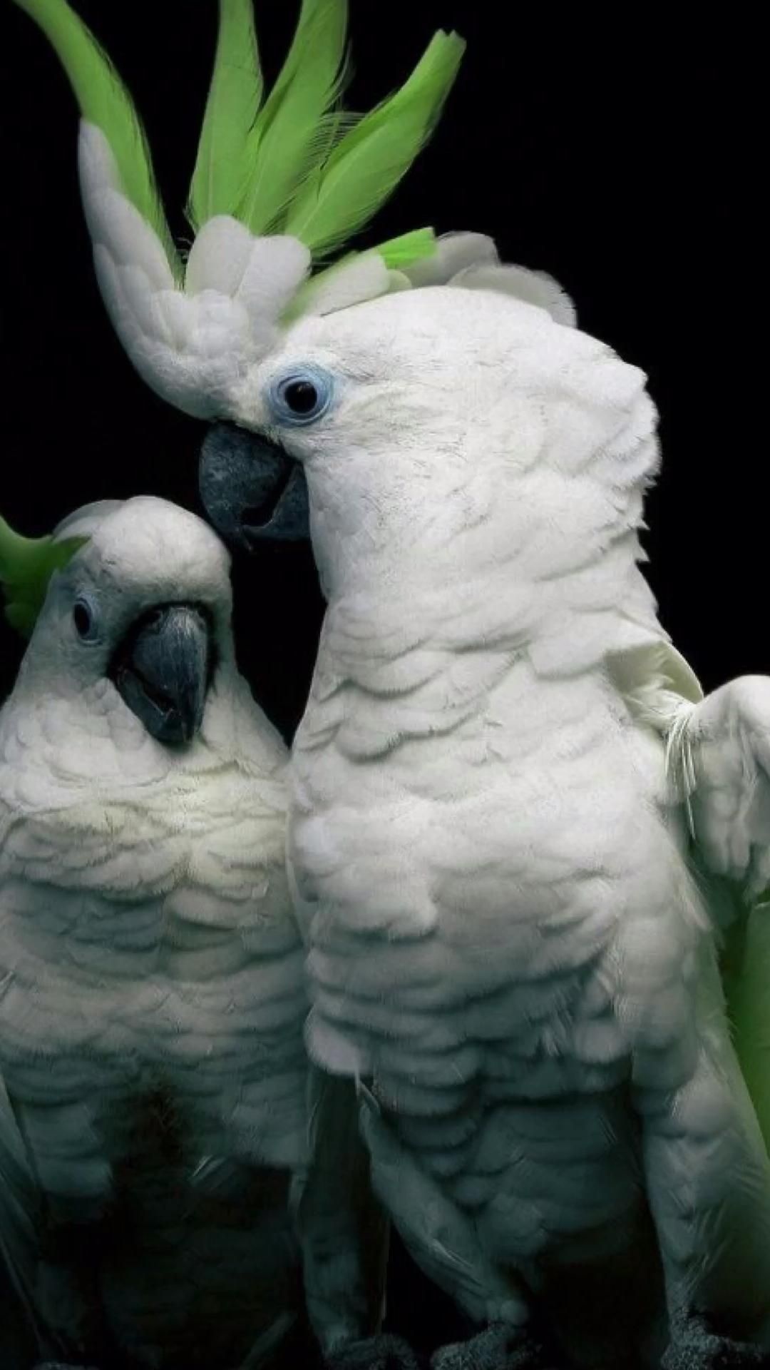 Cockatoo, Animals, Pinidea Pins by You, 1080x1920 Full HD Phone