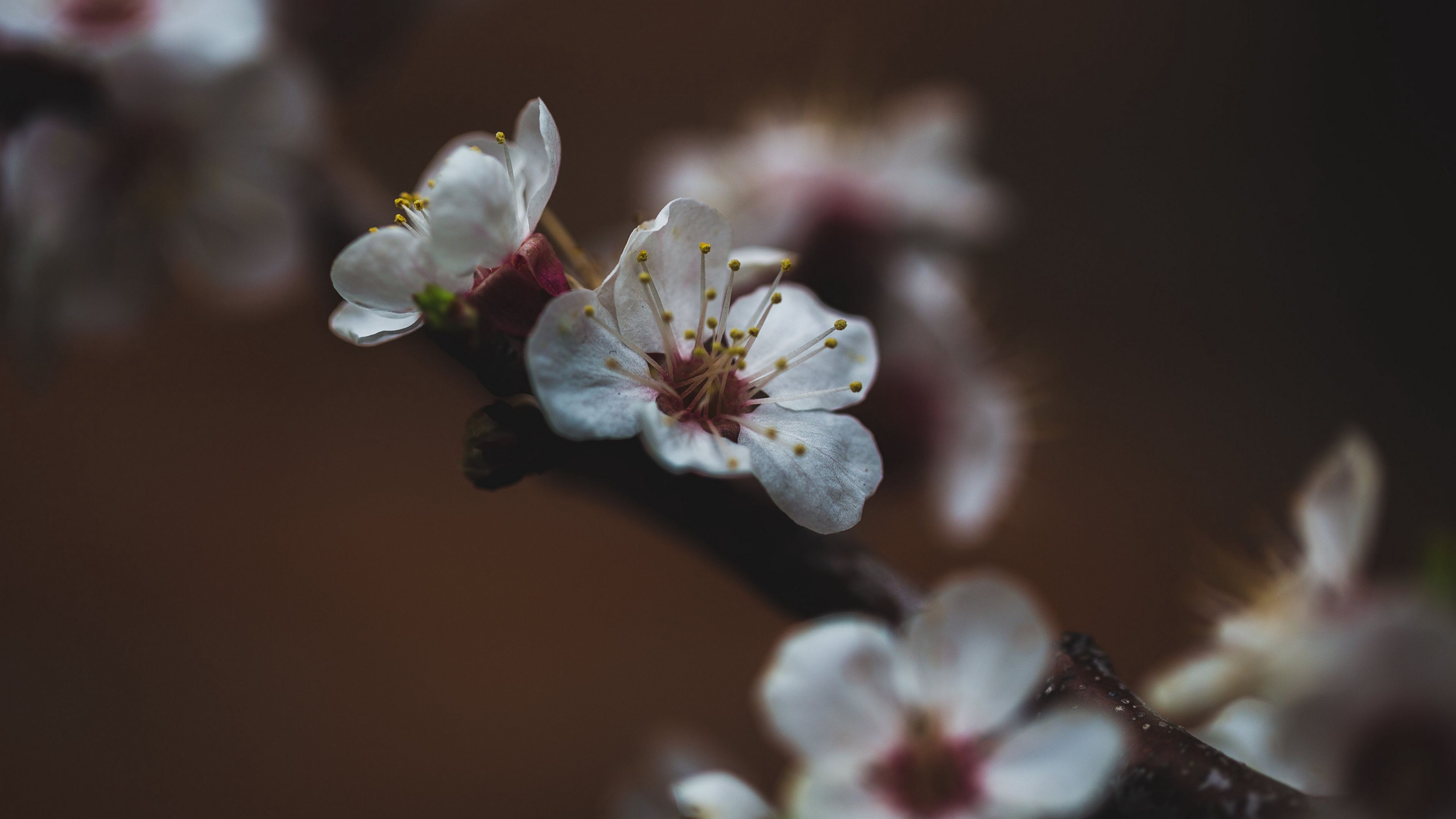 White cherry blossom, Flowering tree branch, Moody dark background, 4K Desktop wallpaper
